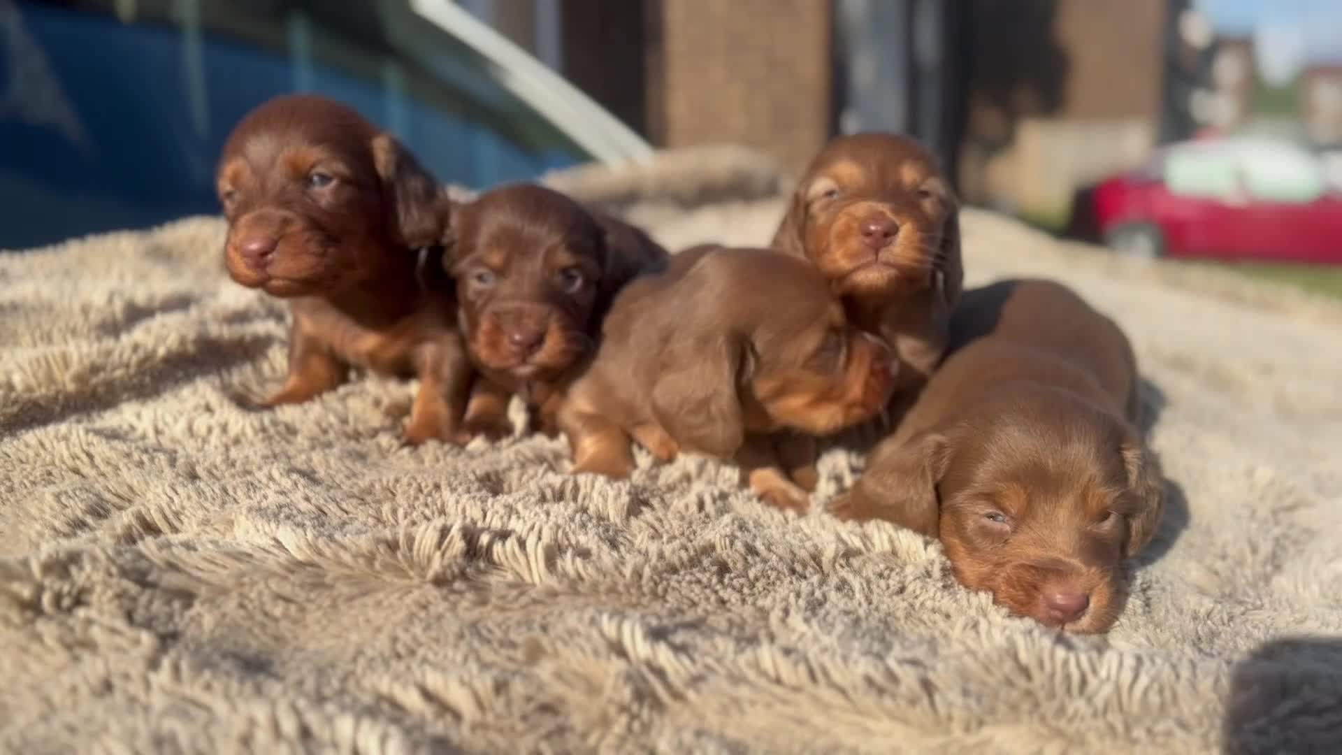 Miniature Dachshund dogs for sale: ✨KC PRA CLEAR miniature longhair dachshund  - Video 1