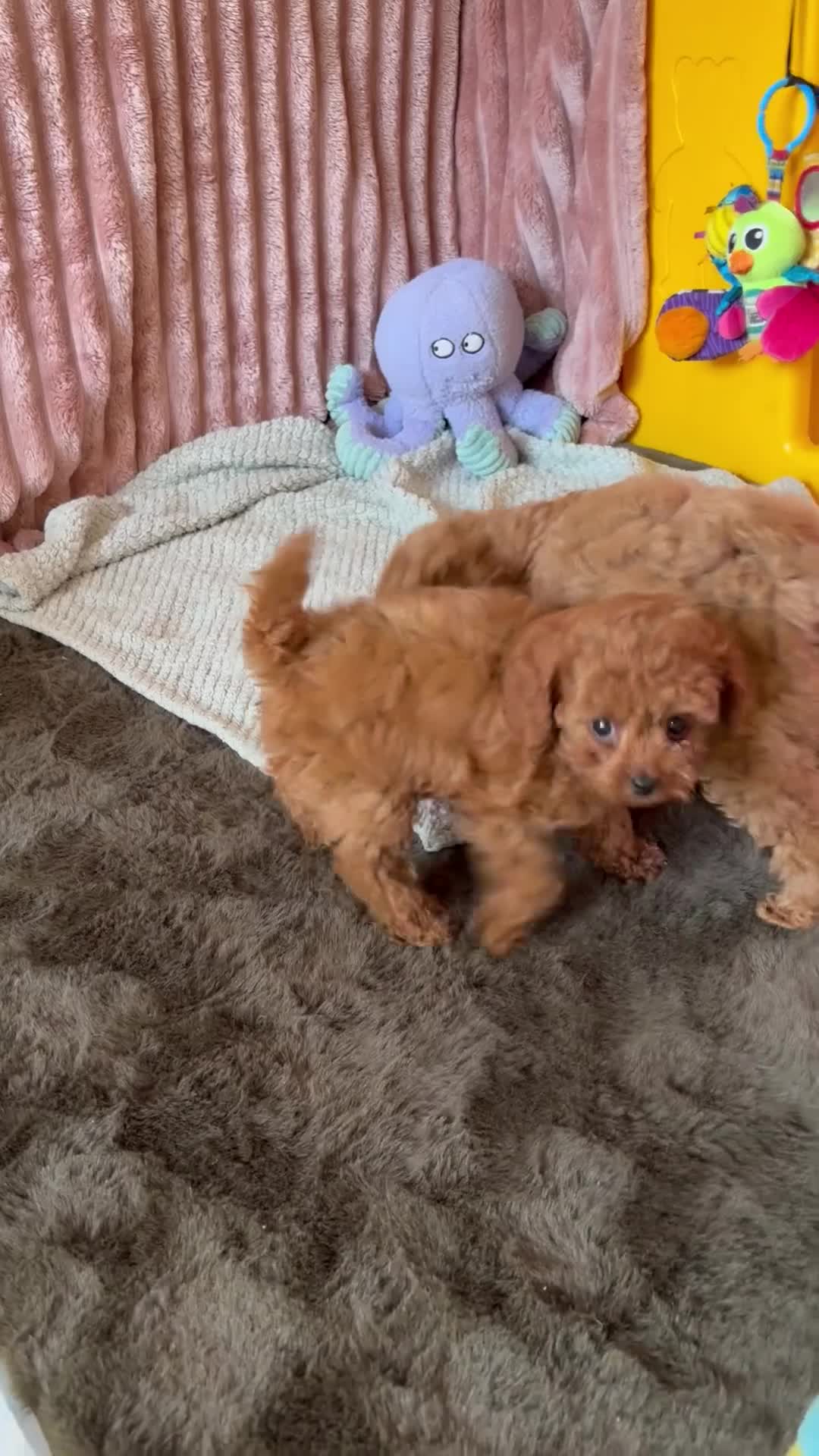 Cavapoo dogs for sale: Adorable teddy bear toy cavapoo health checked - Video 1