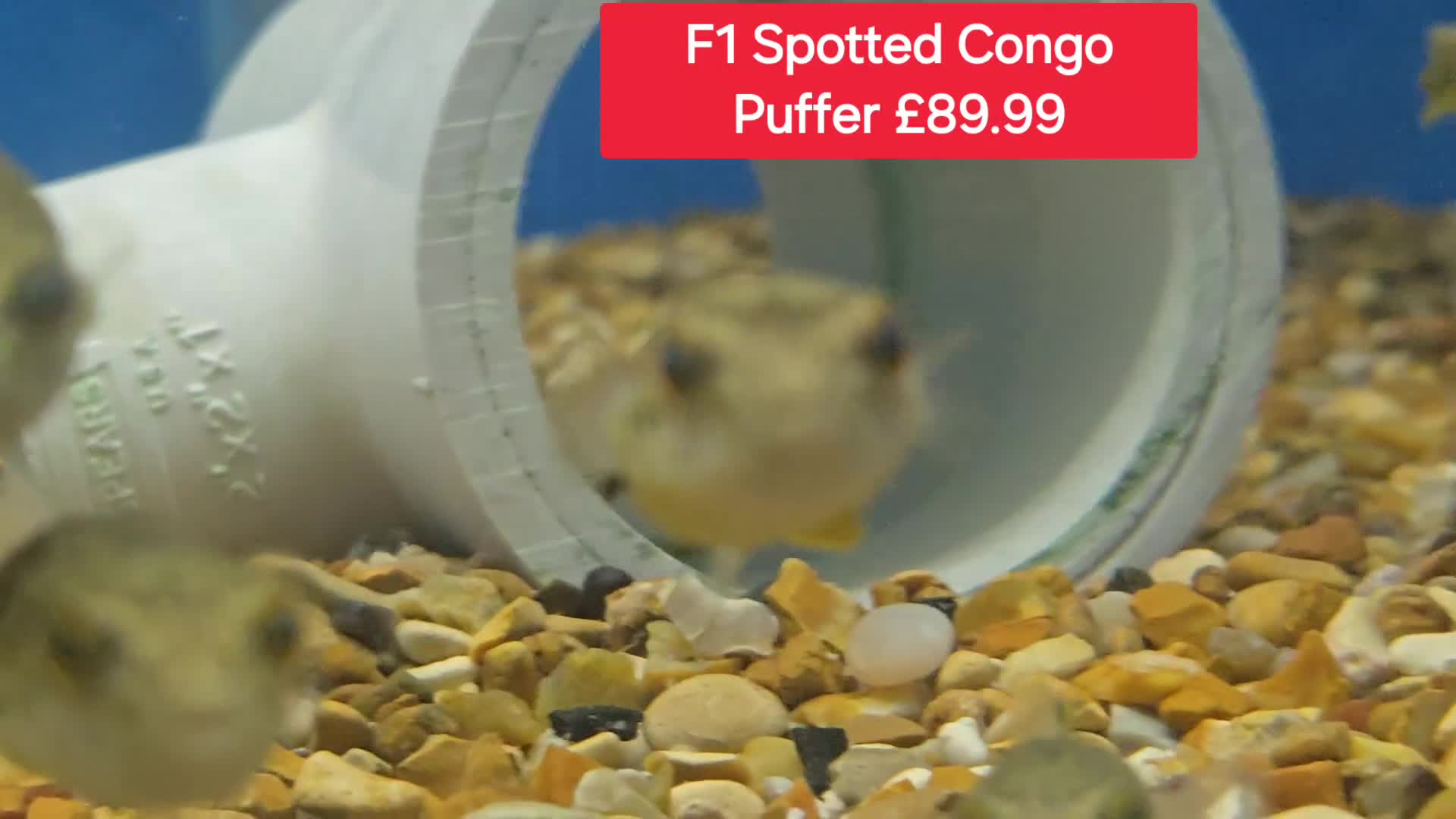 Pufferfish fish for sale: Puffers! - Different prices + Breeds!! ❤️🐡 - Video 1