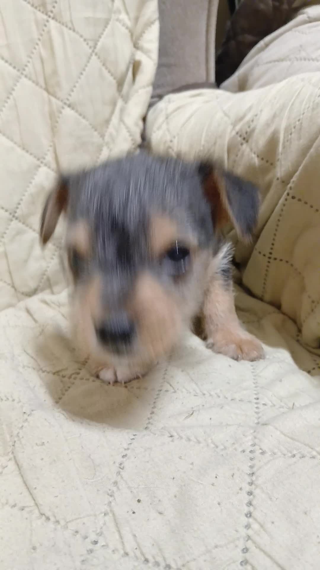 Jack Russell dogs for sale: Gorgeous Black & Tan Male Pup  - Video 1