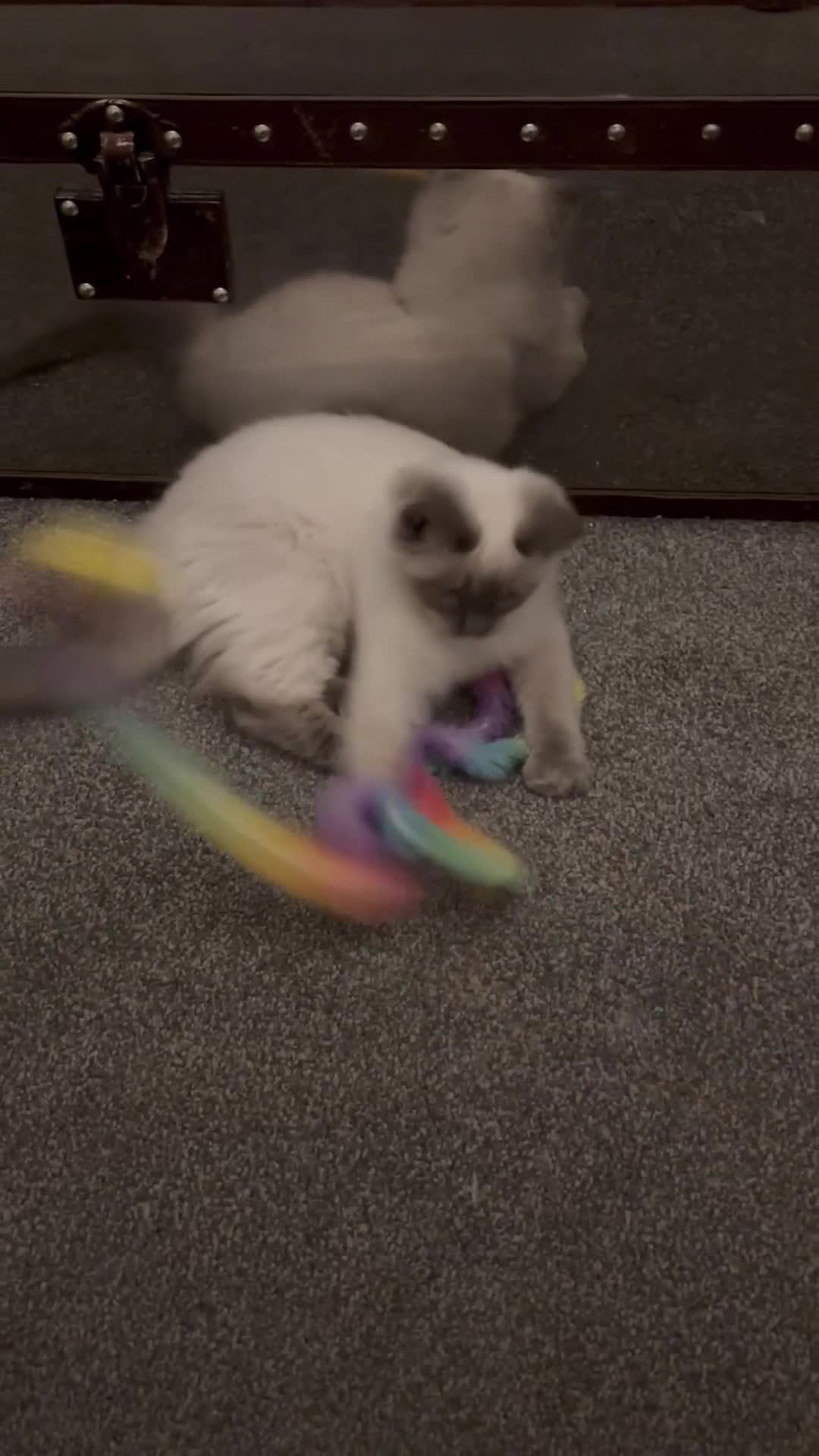 Ragdoll cats for sale: Gccf registered Ragdoll kittens  - Video 1