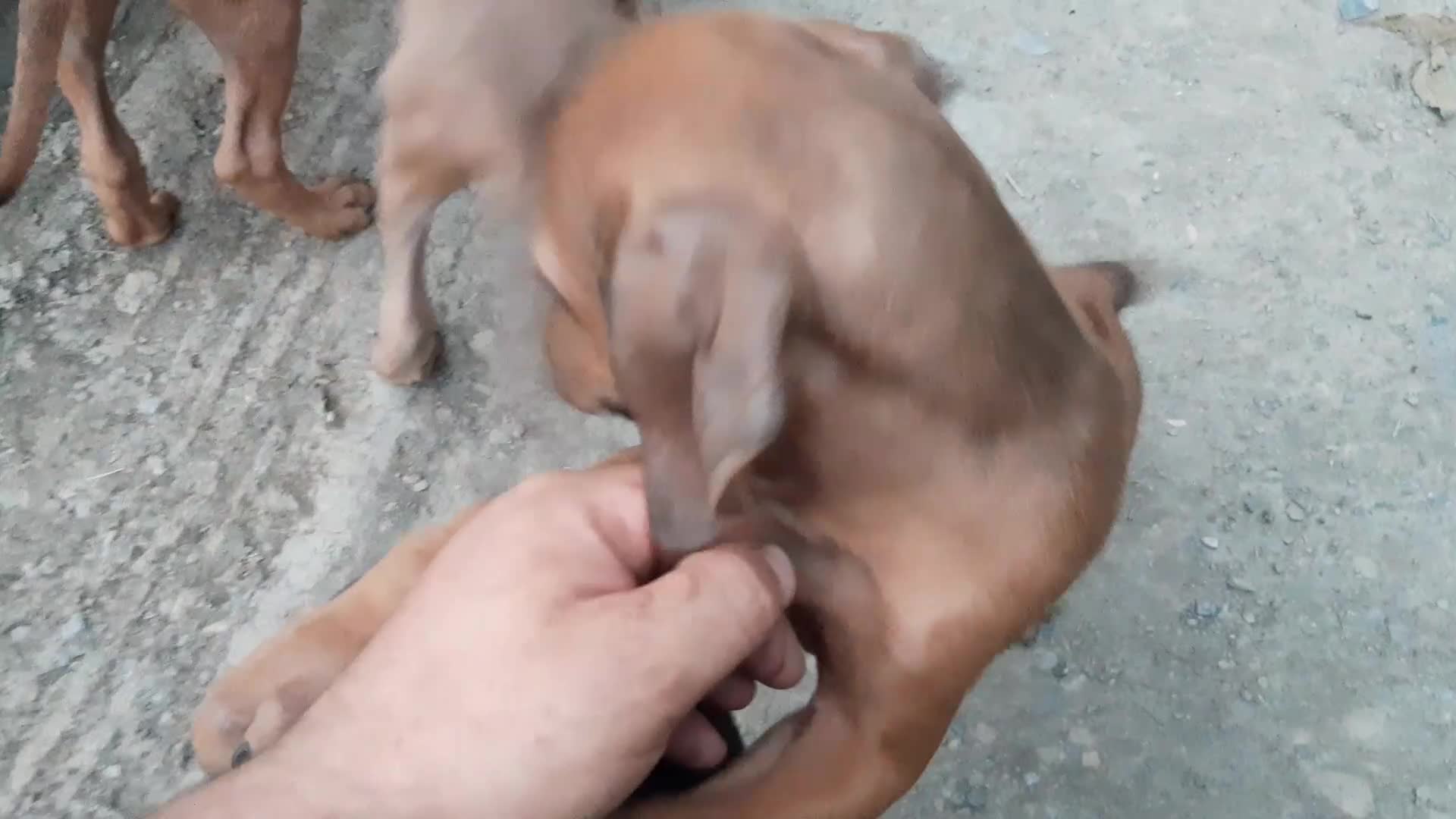 Rhodesian Ridgeback dogs for sale: 🦁KC RHODESIAN RIDGEBACKS PUPPIES🦁  - Video 2