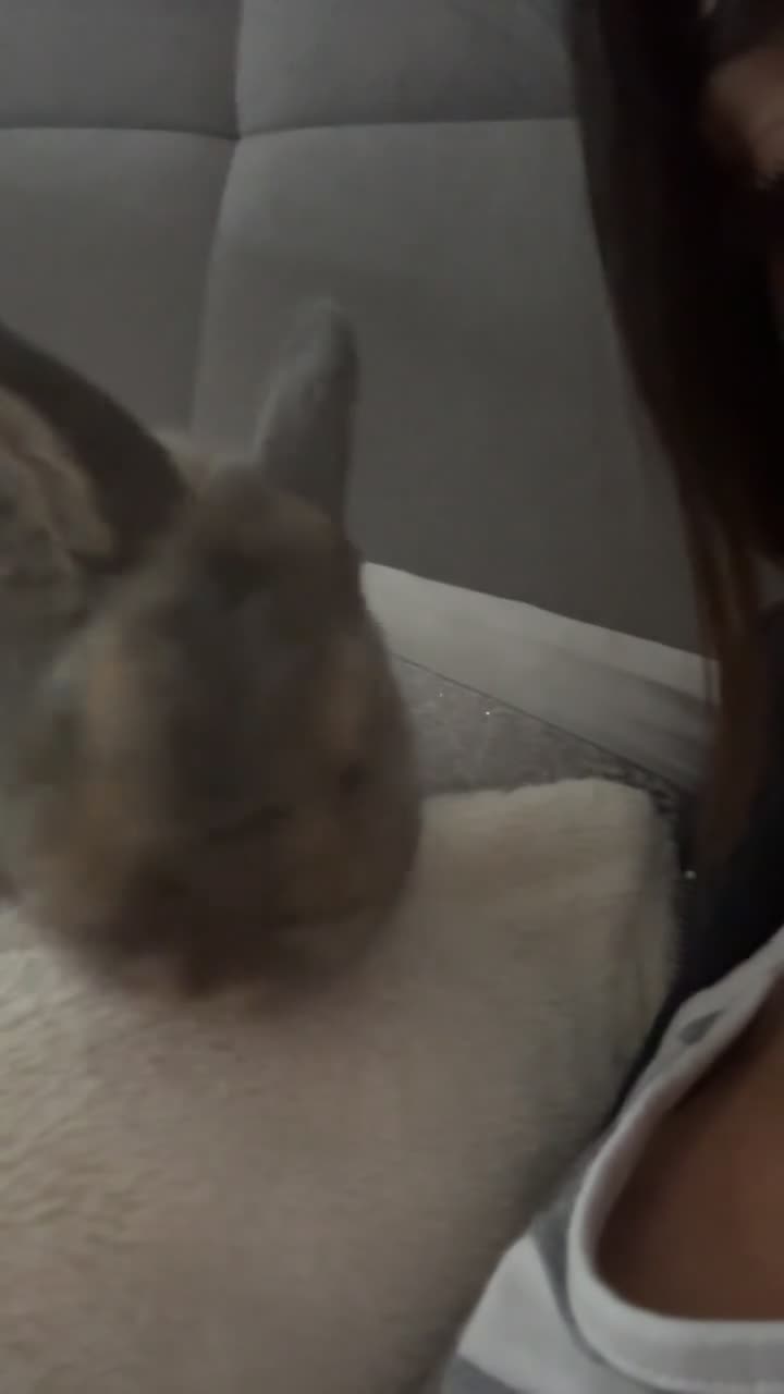 Mixed Breed rabbits for sale: Bunny for sale - Video 3