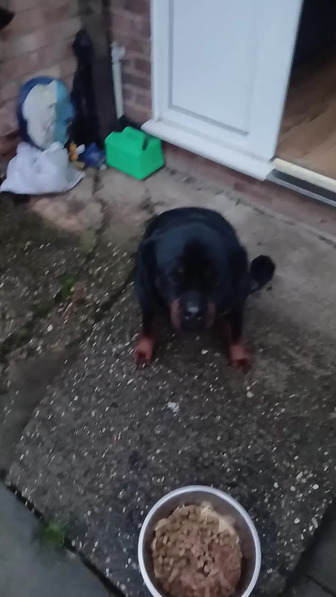 Rottweiler dogs for sale: Rottweiler "Mazza" - Video 1