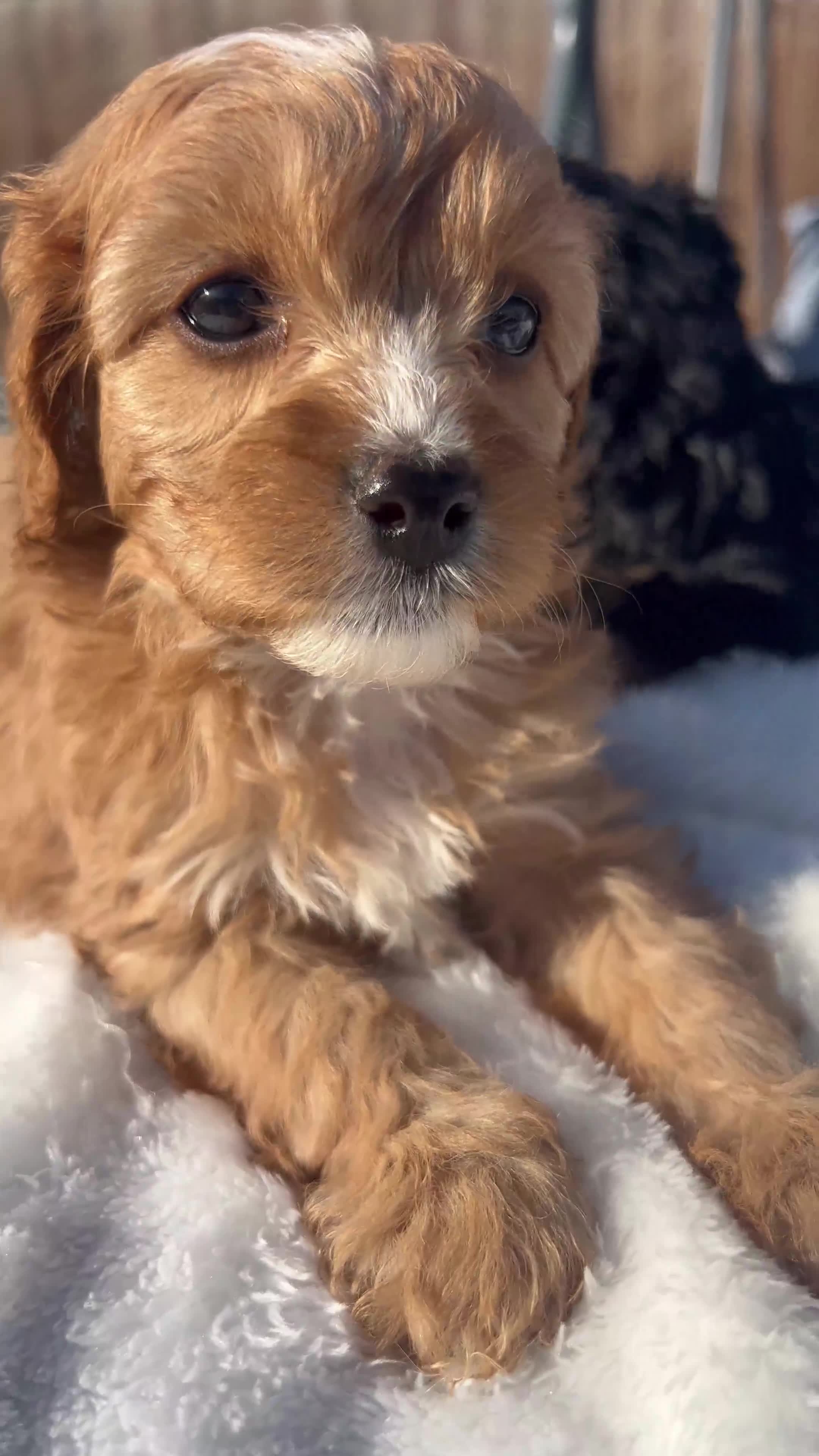 Cavapoo dogs for sale: ⭐️ Black & Tan Female Toy Cavapoo ⭐️ - Video 4