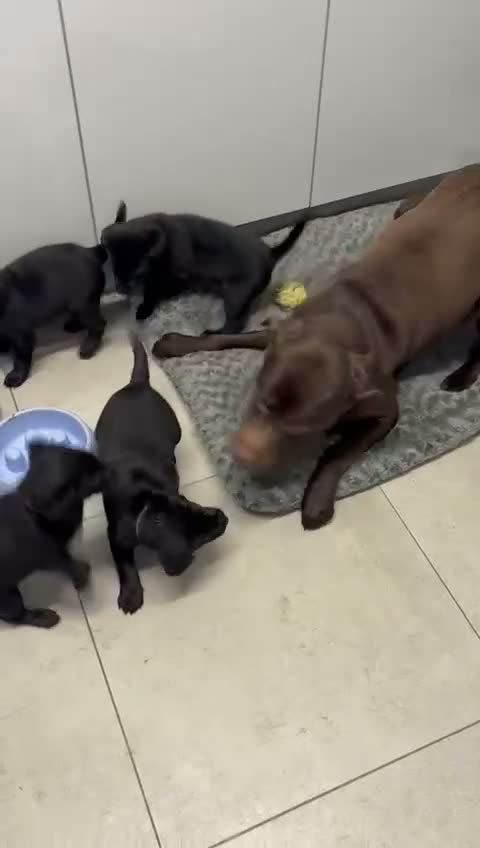 Labrador Retriever dogs for sale: Chunky black Labrador pups 💕 - Video 4