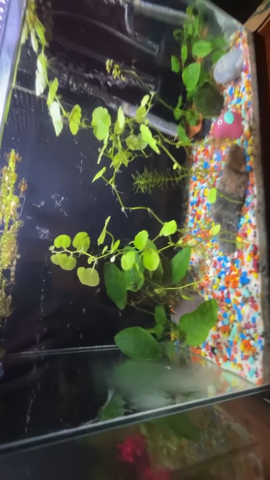 Live Bearers fish for sale: Guppy fry for sale - Video 1