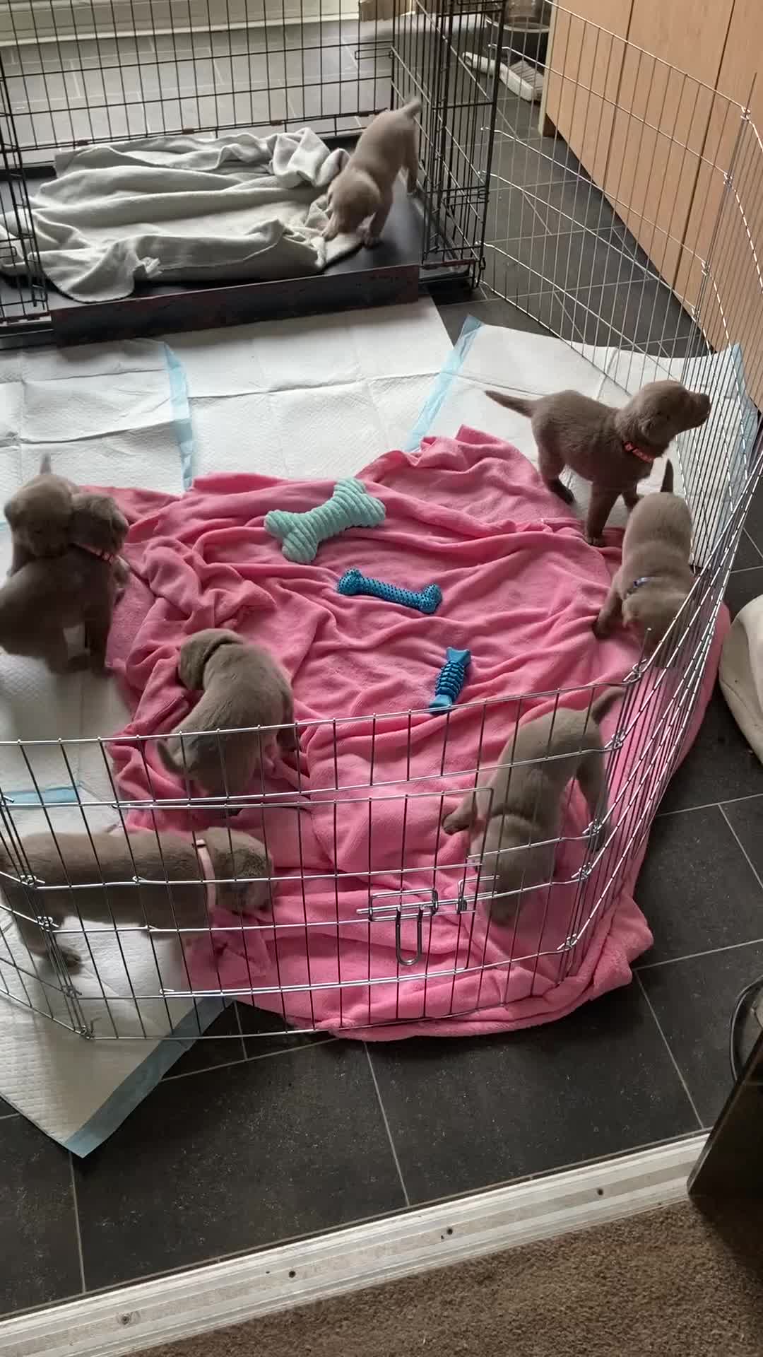 Labrador Retriever dogs for sale: Adorable KC (SILVER) labrador retriever puppies - Video 3