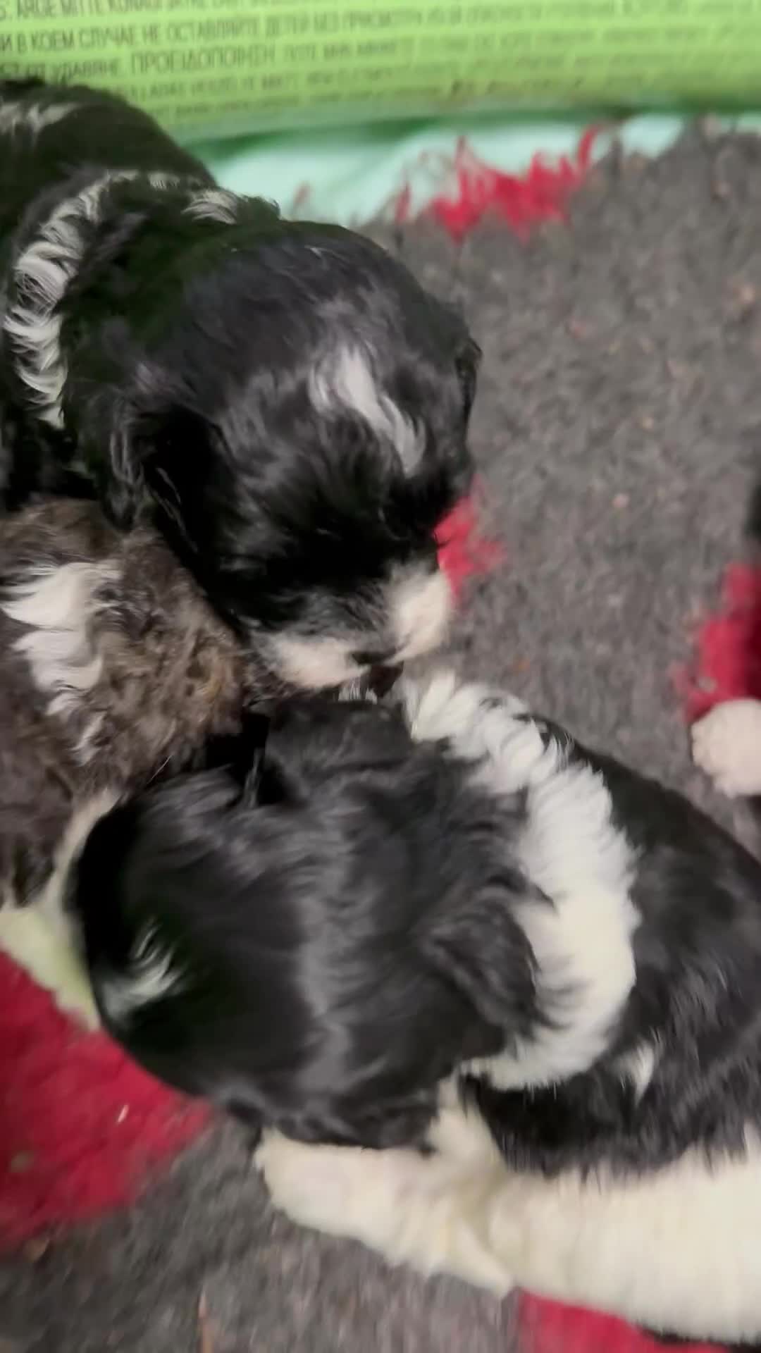 Cockapoo dogs for sale: Toy American Cockapoo girl available to reserve - Video 1