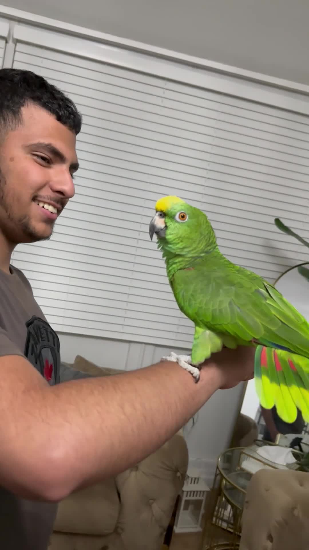 Parrots birds for sale: Yallow-crowned Amazon for sell - Video 3