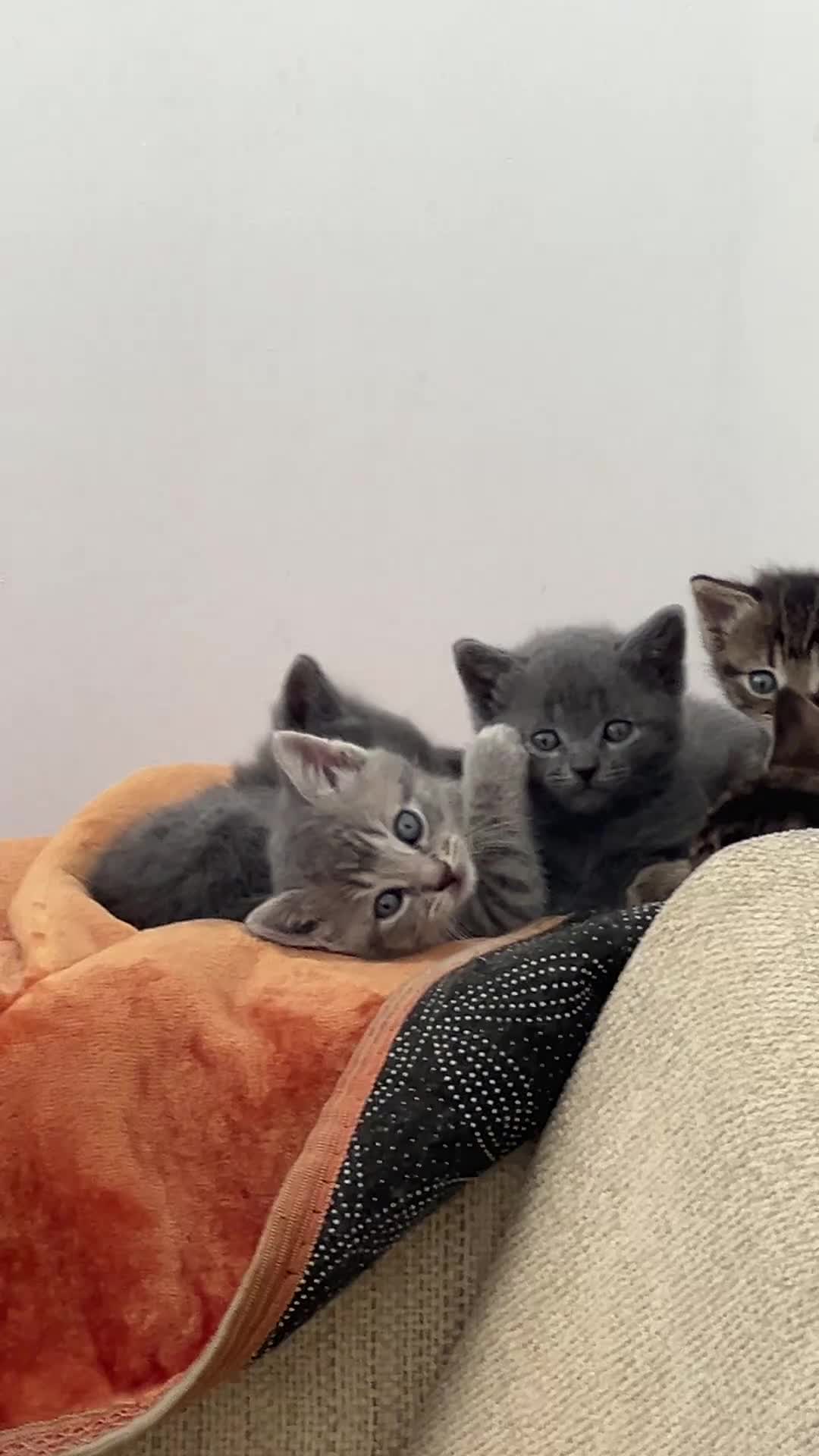 British Shorthair cats for sale: Half British short hair kittens  in Solihull - Video 3