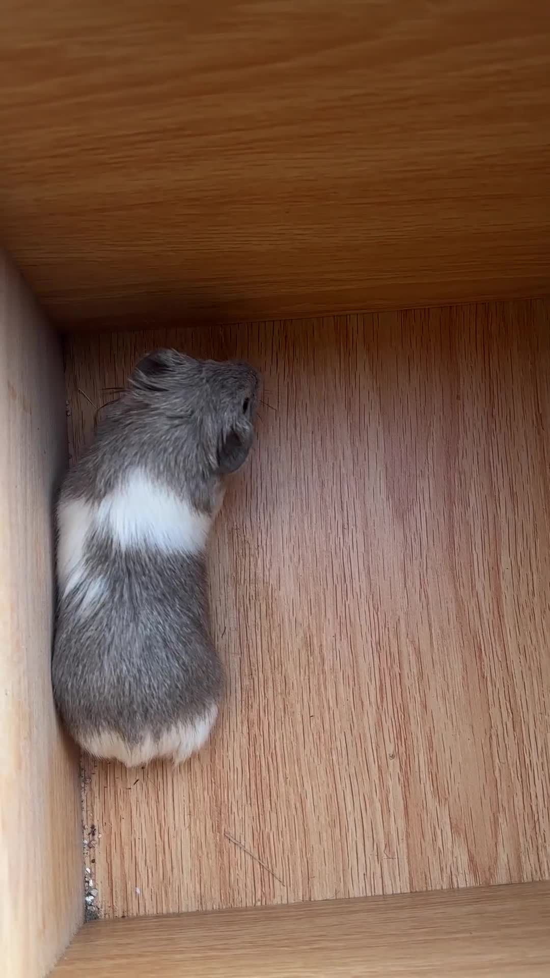 Guinea Pig rodents for sale: Extra Special Guinea Pig Babies  - Video 1