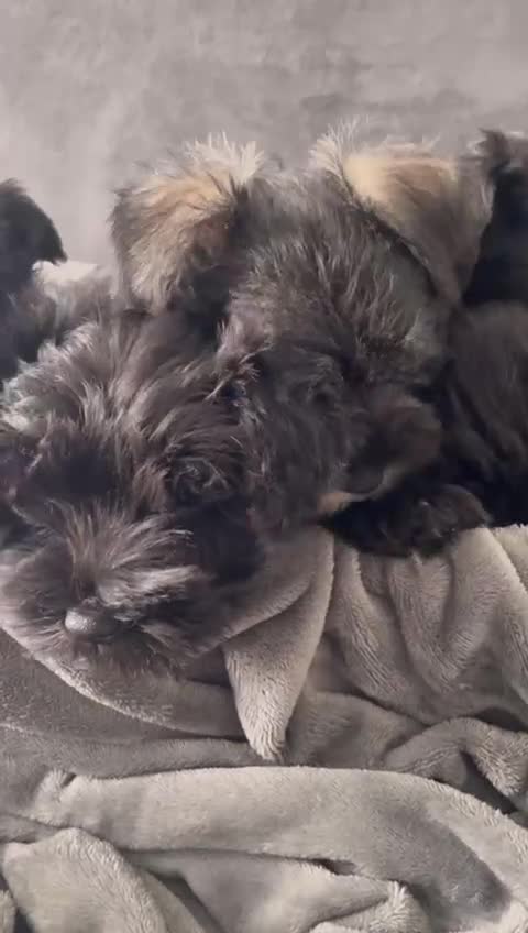 Miniature Schnauzer dogs for sale: KC Pedigree Mini Schnauzer - Video 3