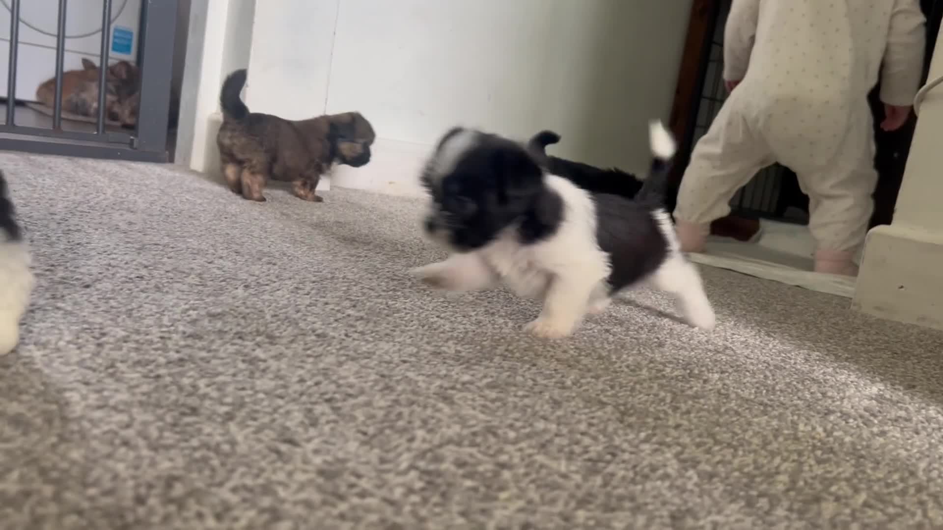 Zuchon dogs for sale: Shihzu x Bichon x Westie - Video 2