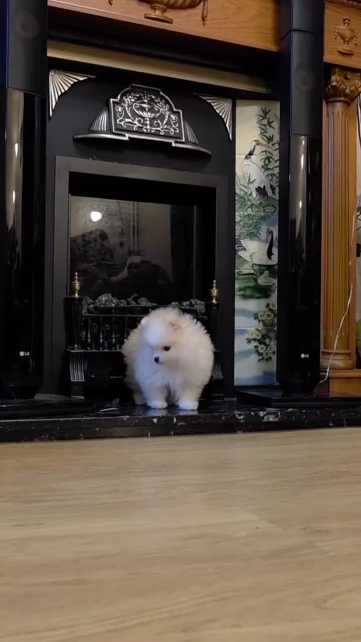 Pomeranian dogs for sale: KC Registered Pomeranian Puppy 🐶  - Video 2