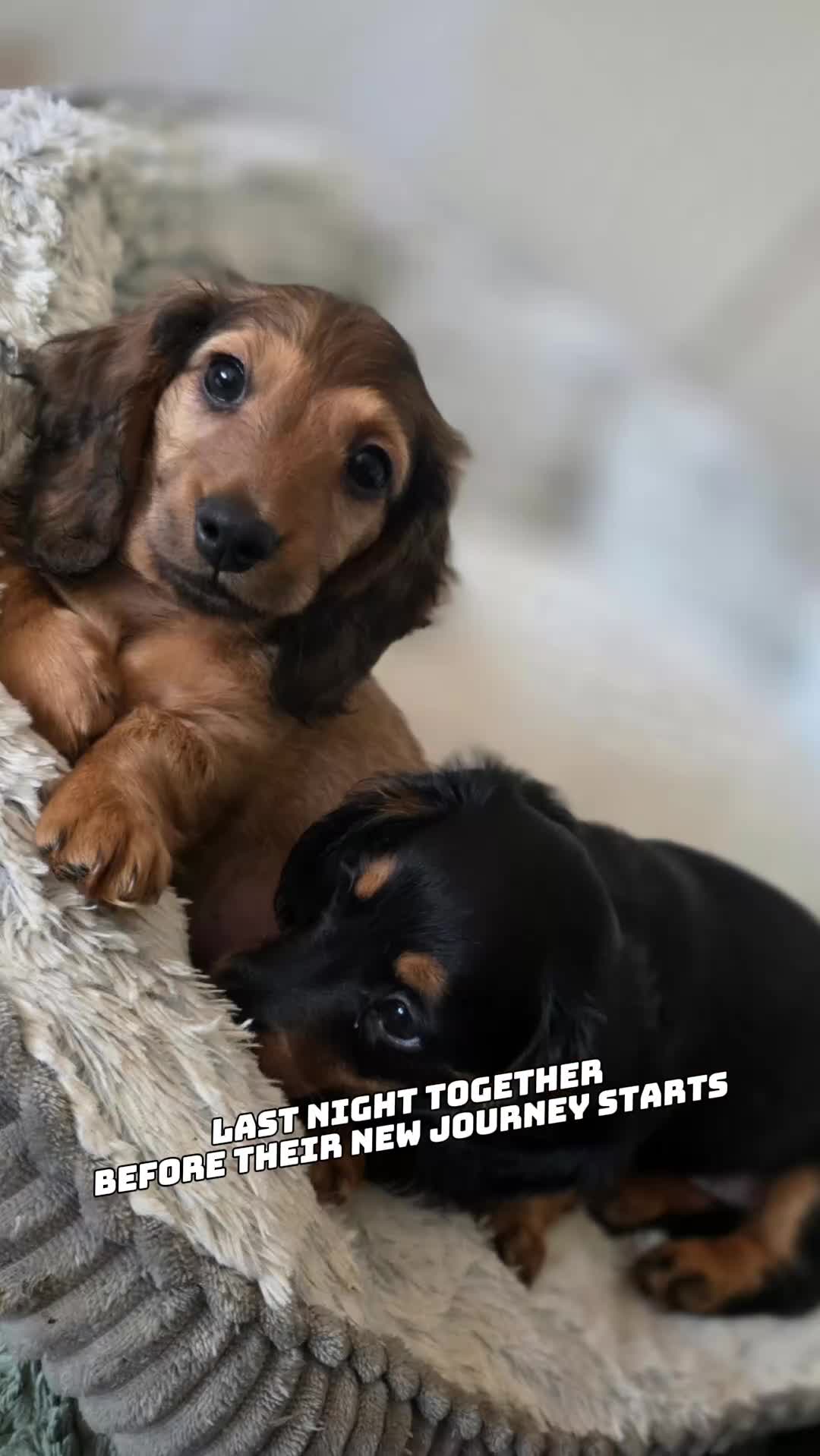 Dachshund dogs for sale: Last Boy ready now - Video 1