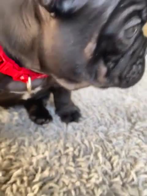 French Bulldog dogs for sale: Rare KC French bulldogs - champion lines  - Video 1