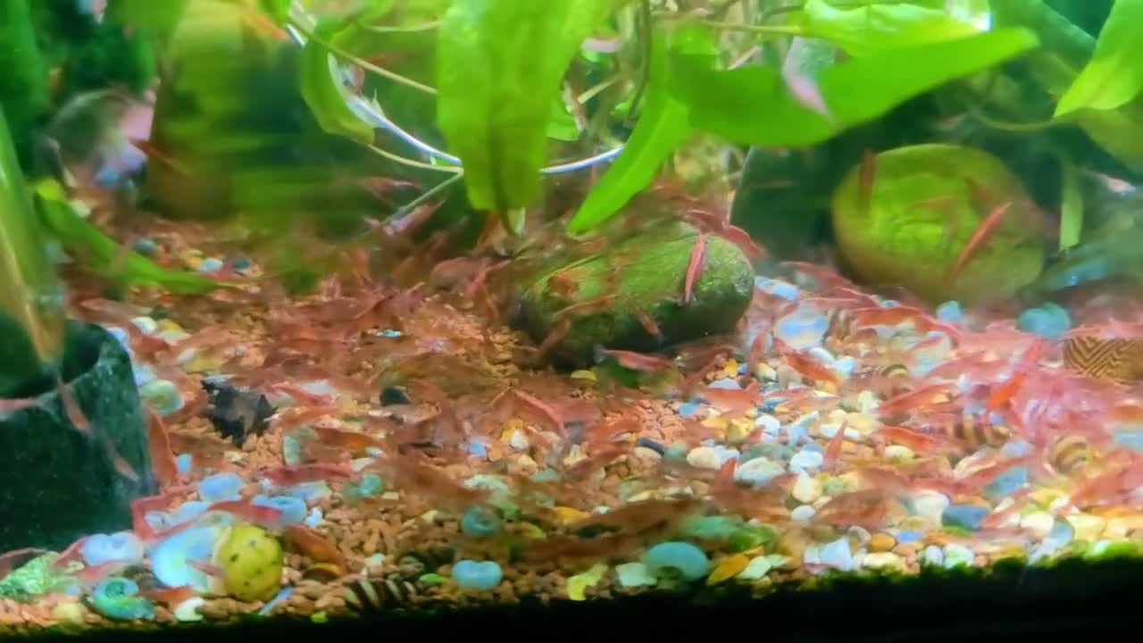 Shrimps fish for sale: Red Shrimps 1 pound each collection only  - Video 1