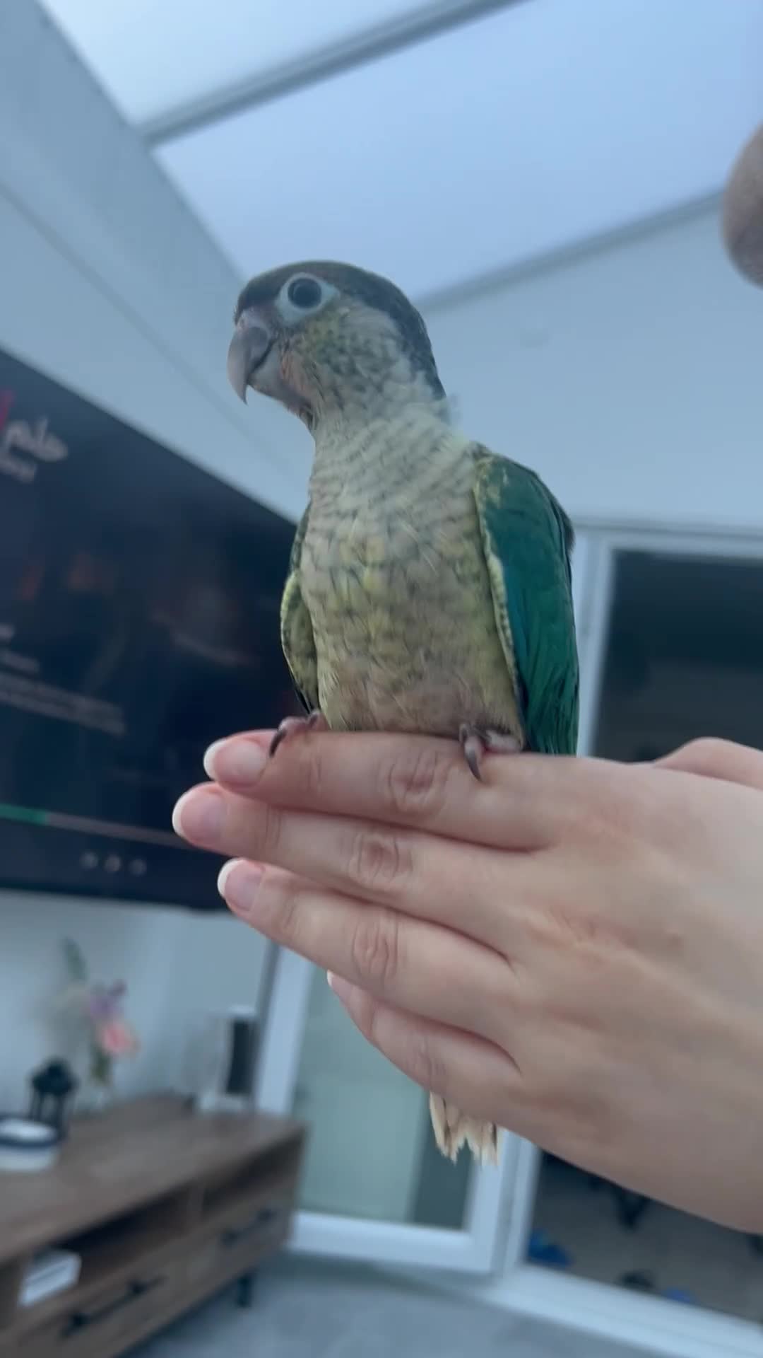 Conures birds for sale: Ready Now: Hand-Reared Baby Conures - Video 4