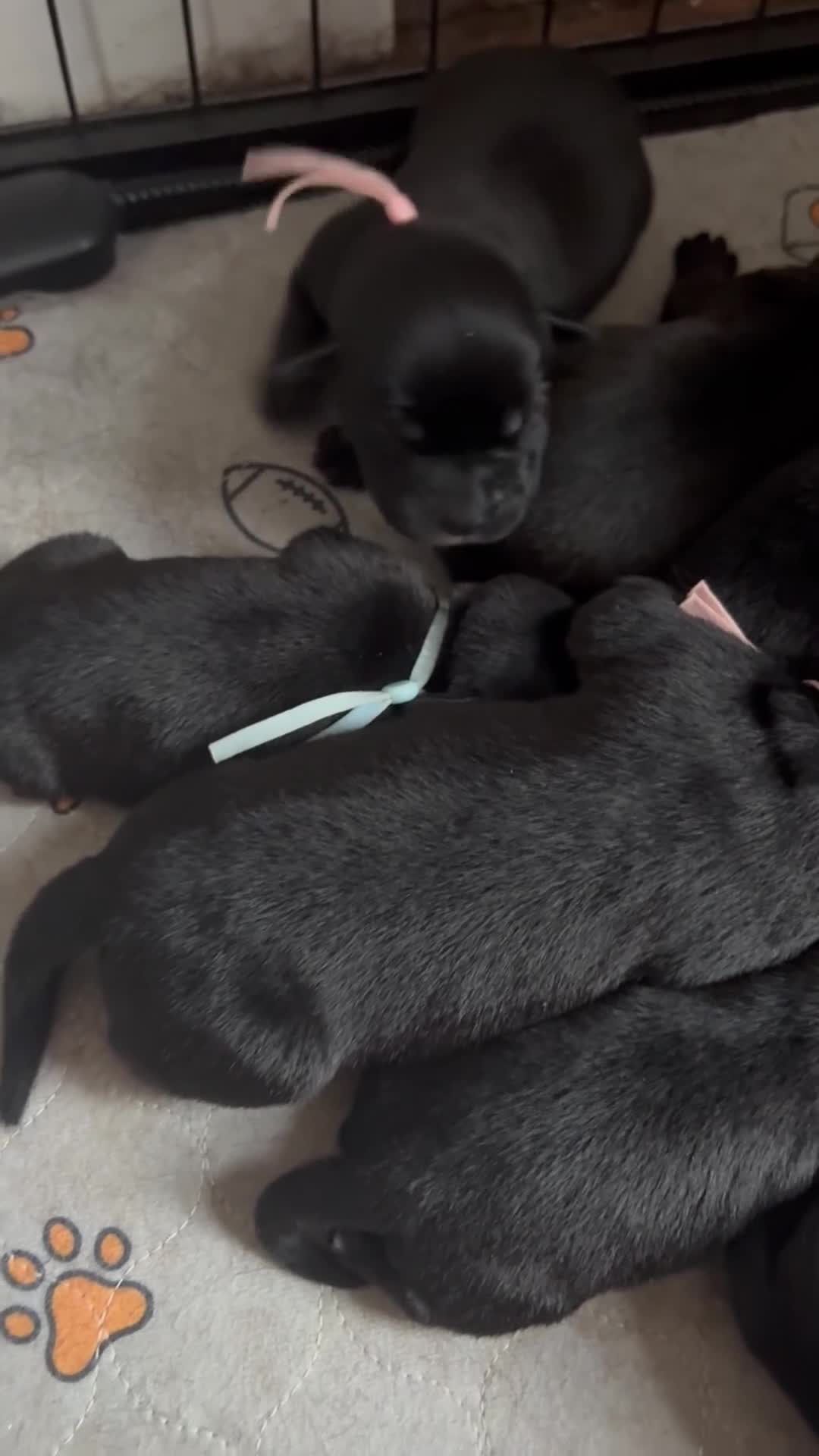 Mixed Breed dogs for sale: Gorgeous Labrador x old English mastiff puppies in Retford - Video 1