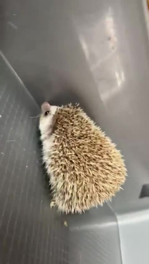 Pygmy Hedgehog rodents for sale: 3 pigmy hedgehogs  - Video 4