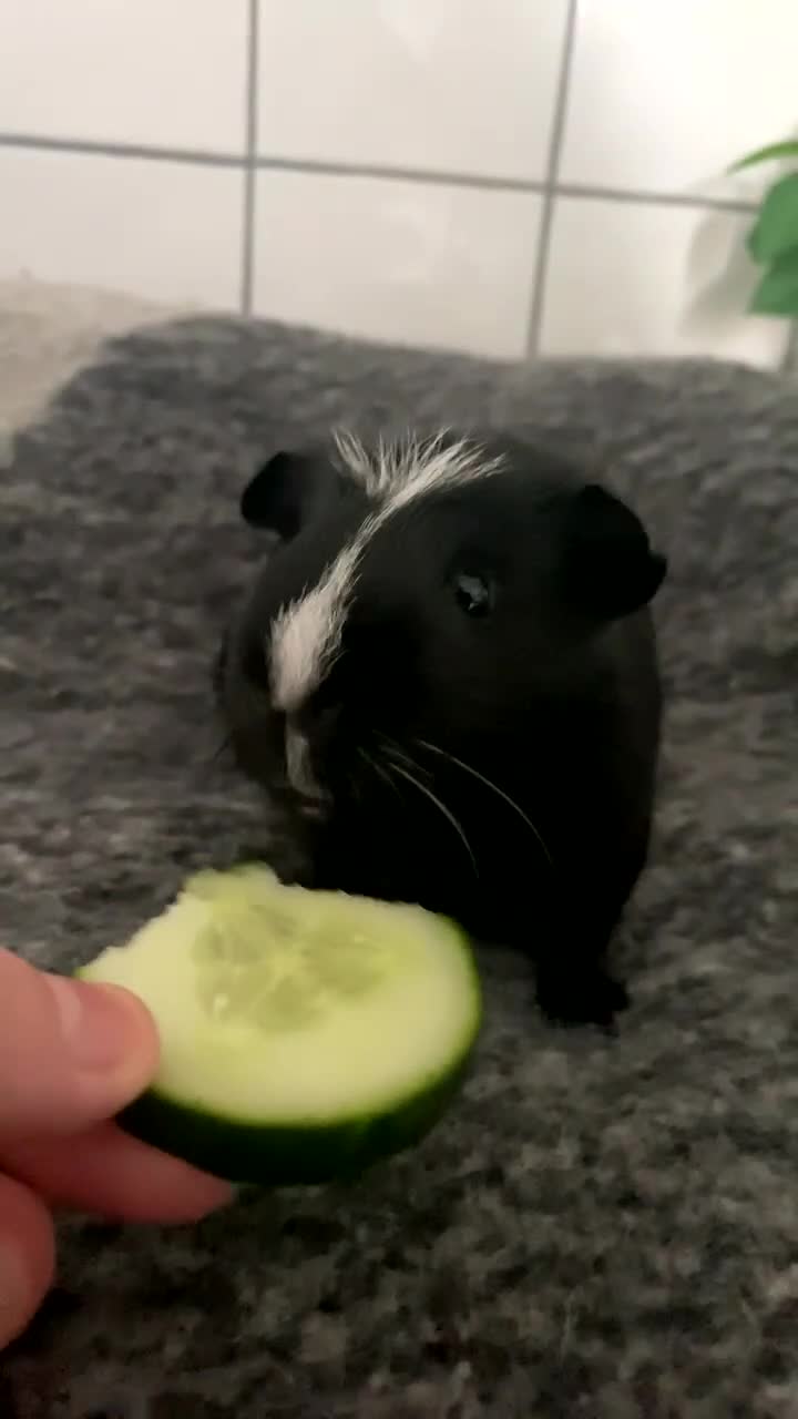 Guinea Pig rodents for sale: Male guinea pig - Video 1