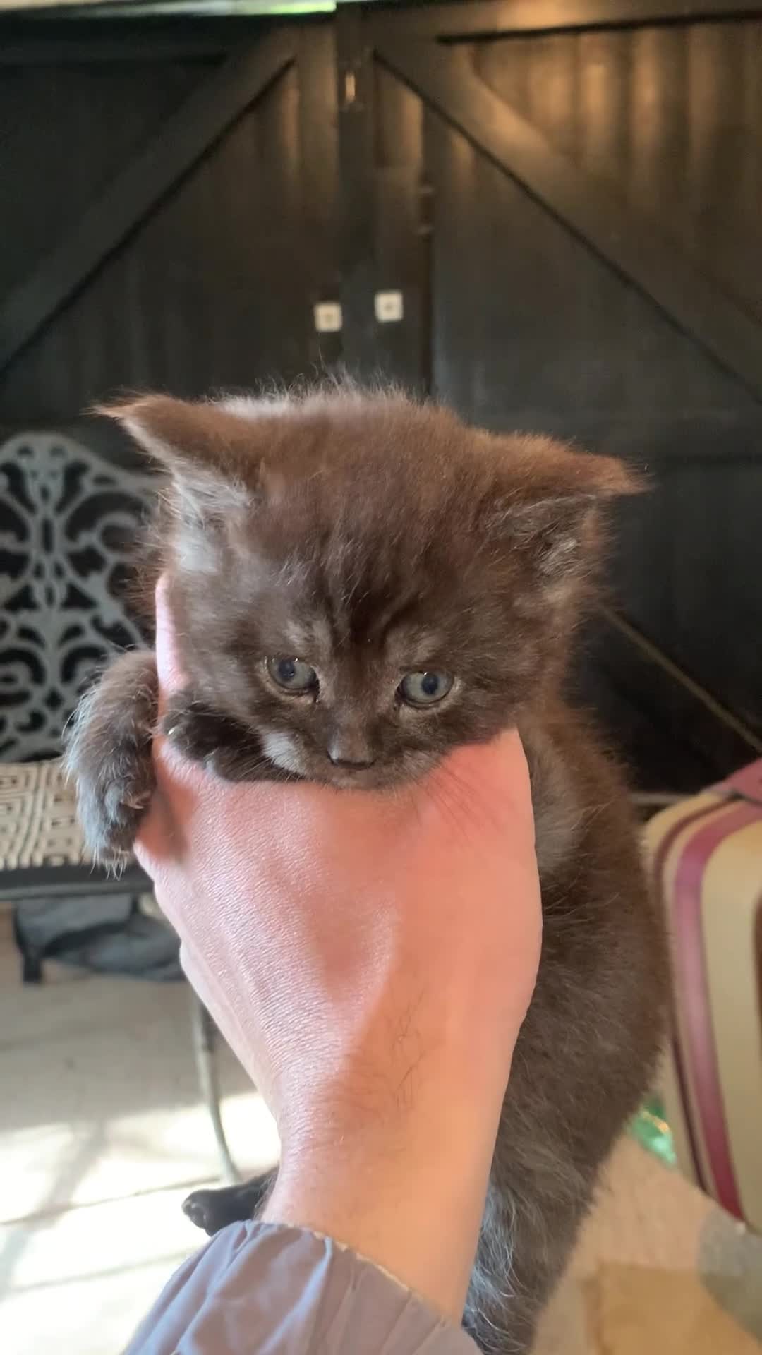 Maine Coon cats for sale: Beautiful black smoke male  - Video 1