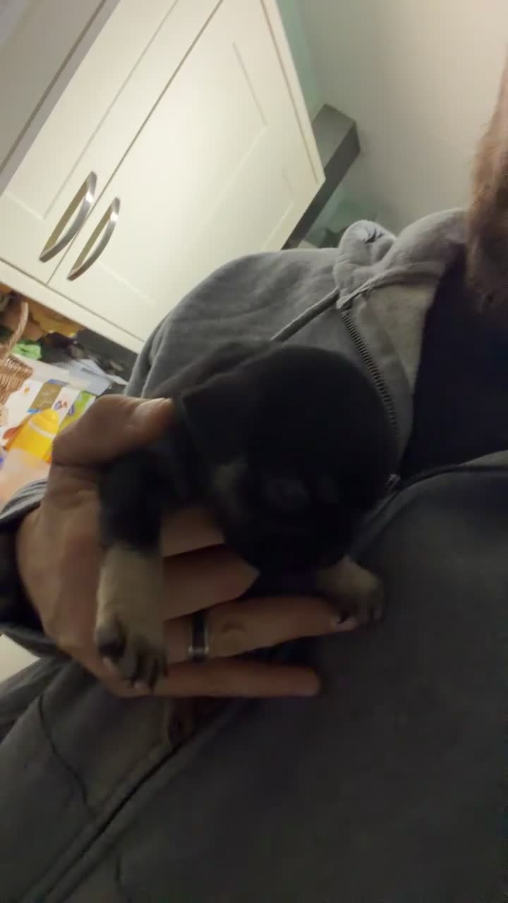 French Bulldog dogs for sale: French bulldog puppies for forever home!! - Video 1