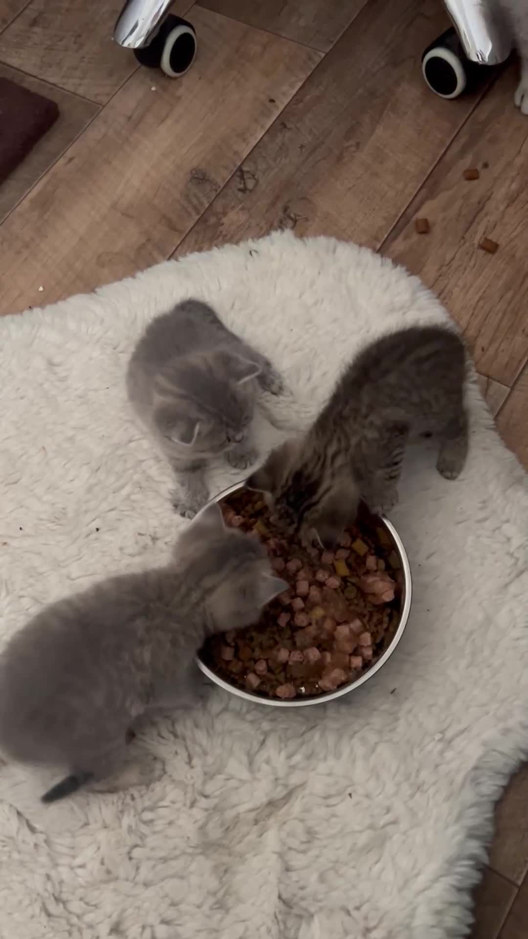 British Shorthair cats for sale: British shorthair kittens  - Video 1