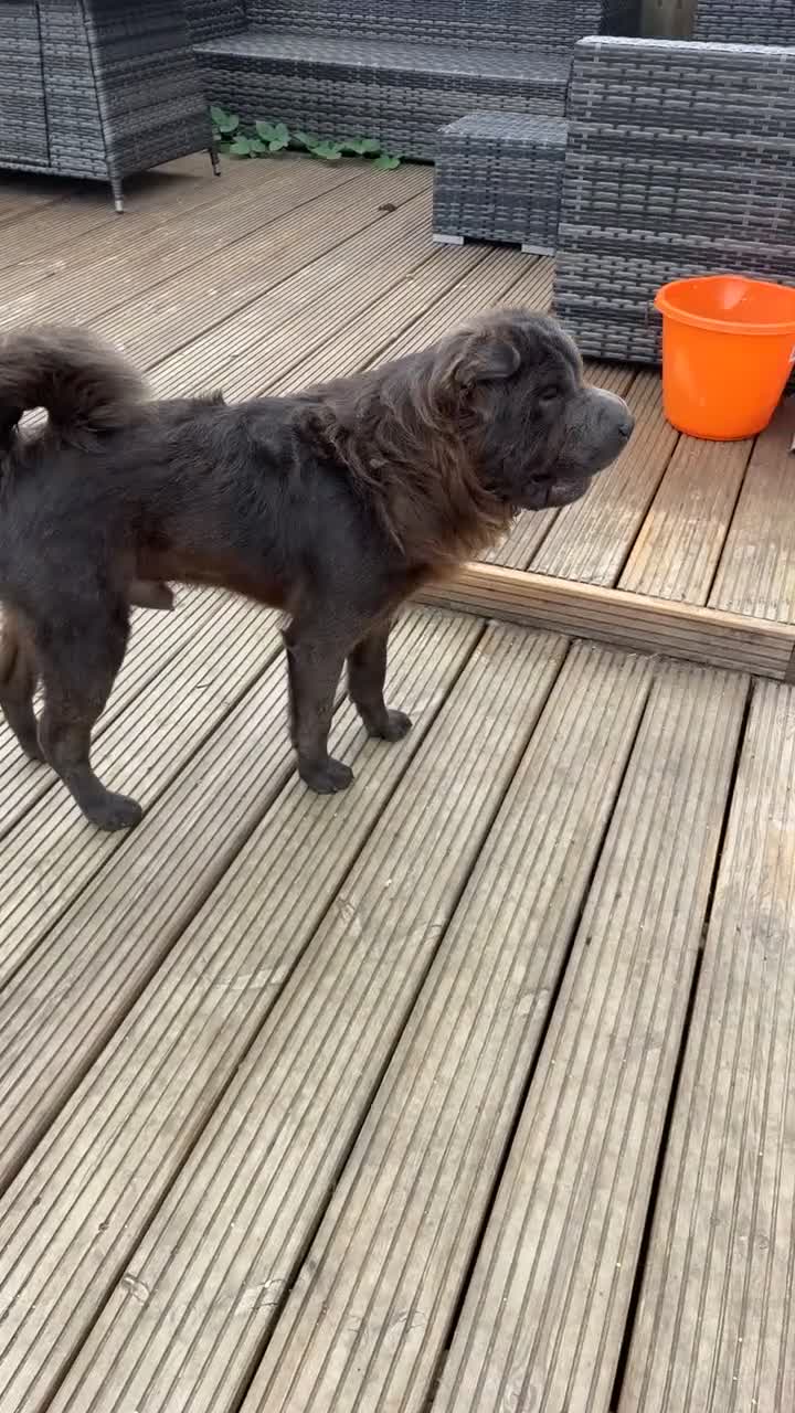 Shar Pei dogs for sale: Bear Coat Sharpei - Video 1