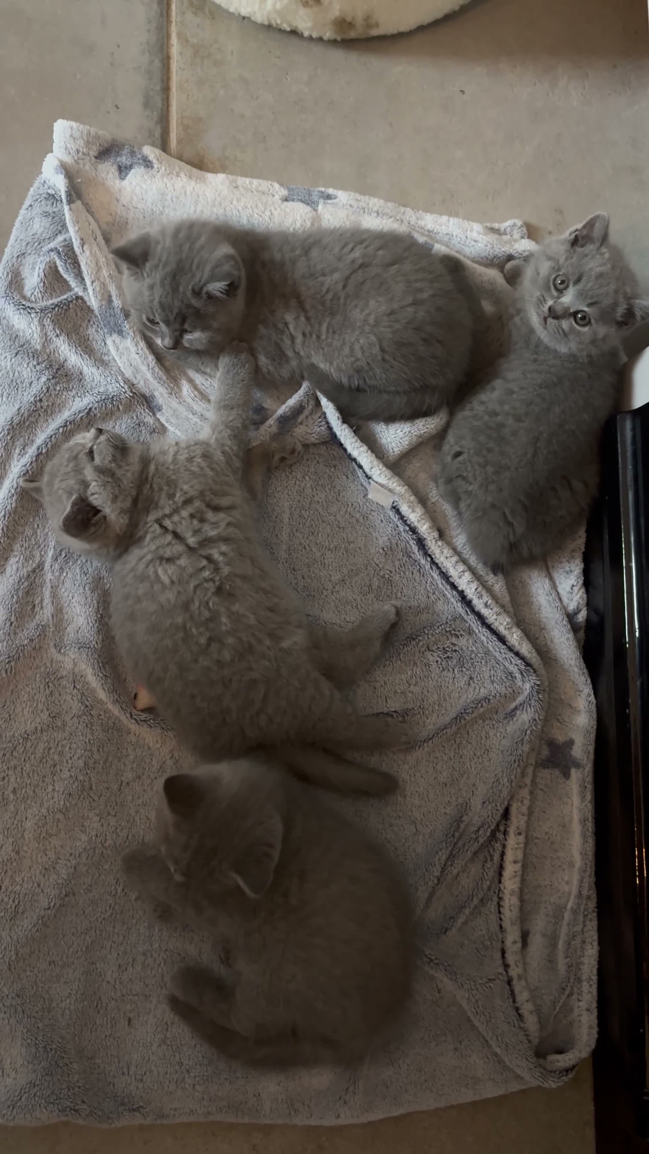 British Shorthair cats for sale: Betsy’s (Scottish fold) babies (British shorthair) in Tadcaster - Video 1