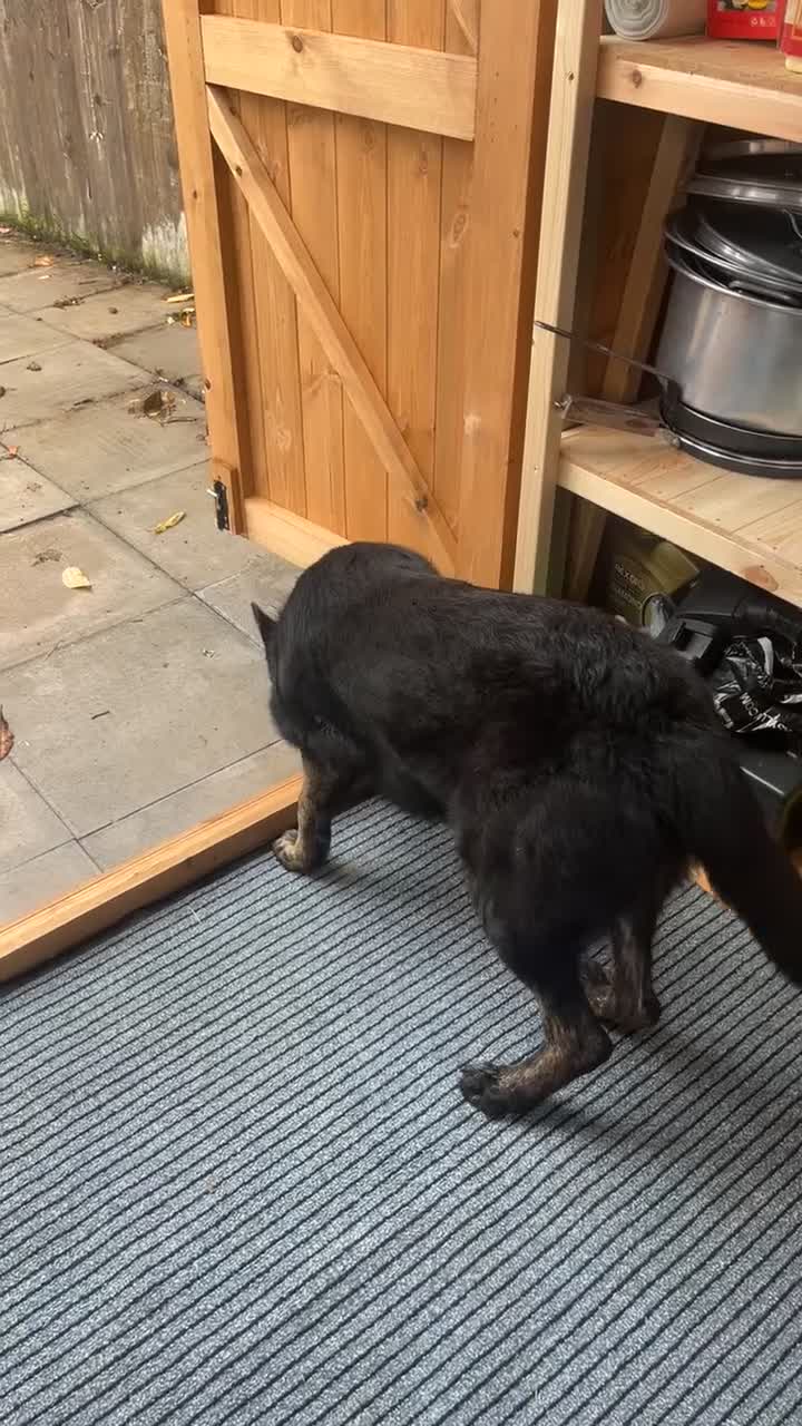 Mixed Breed dogs for sale: Presa canario x german shephard & german shephard - Video 2