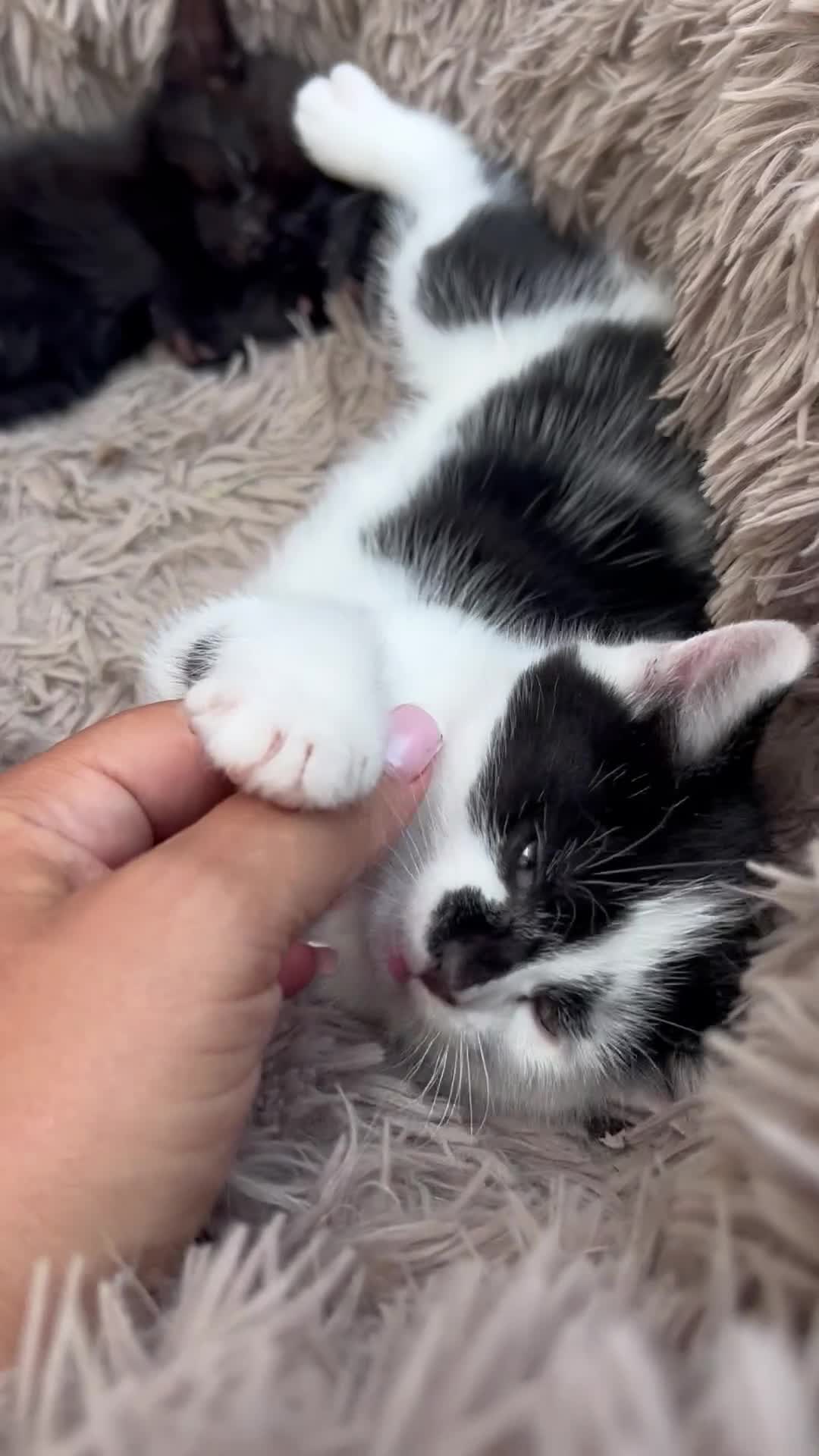 Mixed Breed cats for sale:     Beautiful Healthy Kittens Ready To Reserve  - Video 1