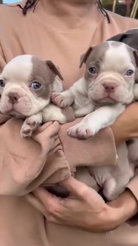Boston Terrier dogs for sale: 7 beautiful Boston pups  - Video 1