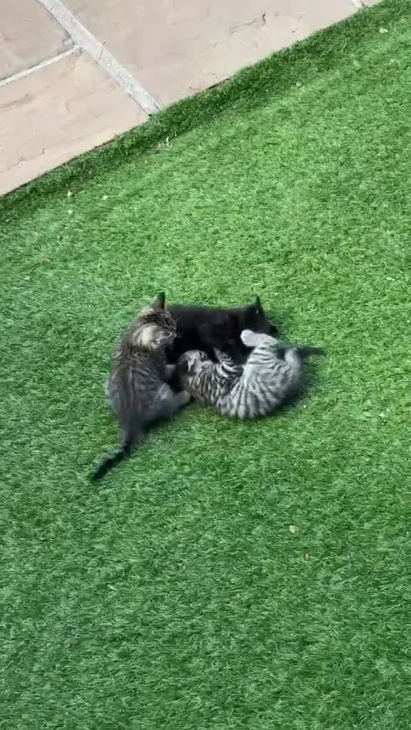 Domestic Shorthair cats for sale: 🐾 Adorable Kittens – 1Black Male & 3Tabby Females in Waltham Abbey - Video 1