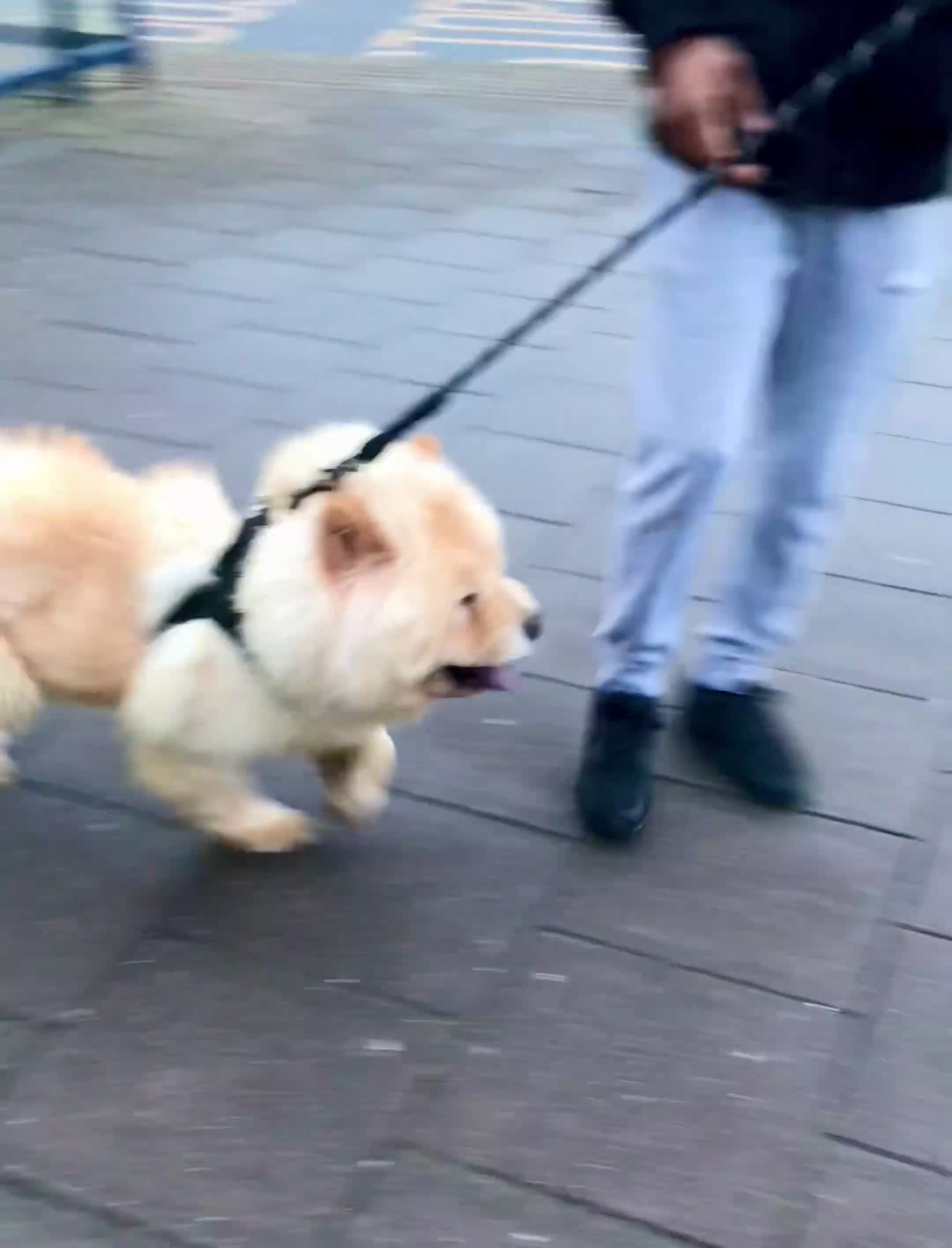 Chow Chow dogs for sale: KC ADULT FEMALE CHOW FOR SALE!!!!!!!! - Video 3