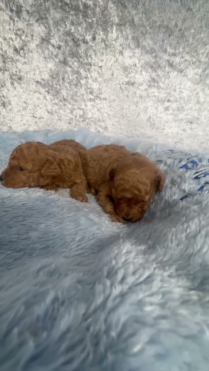 Toy Poodle dogs for sale: Red Asian x Toy Poodle  - Video 1