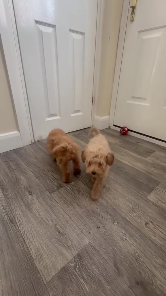 Maltipoo dogs for sale: MULTIPOO PUPPIES READY TO LEAVE  - Video 1
