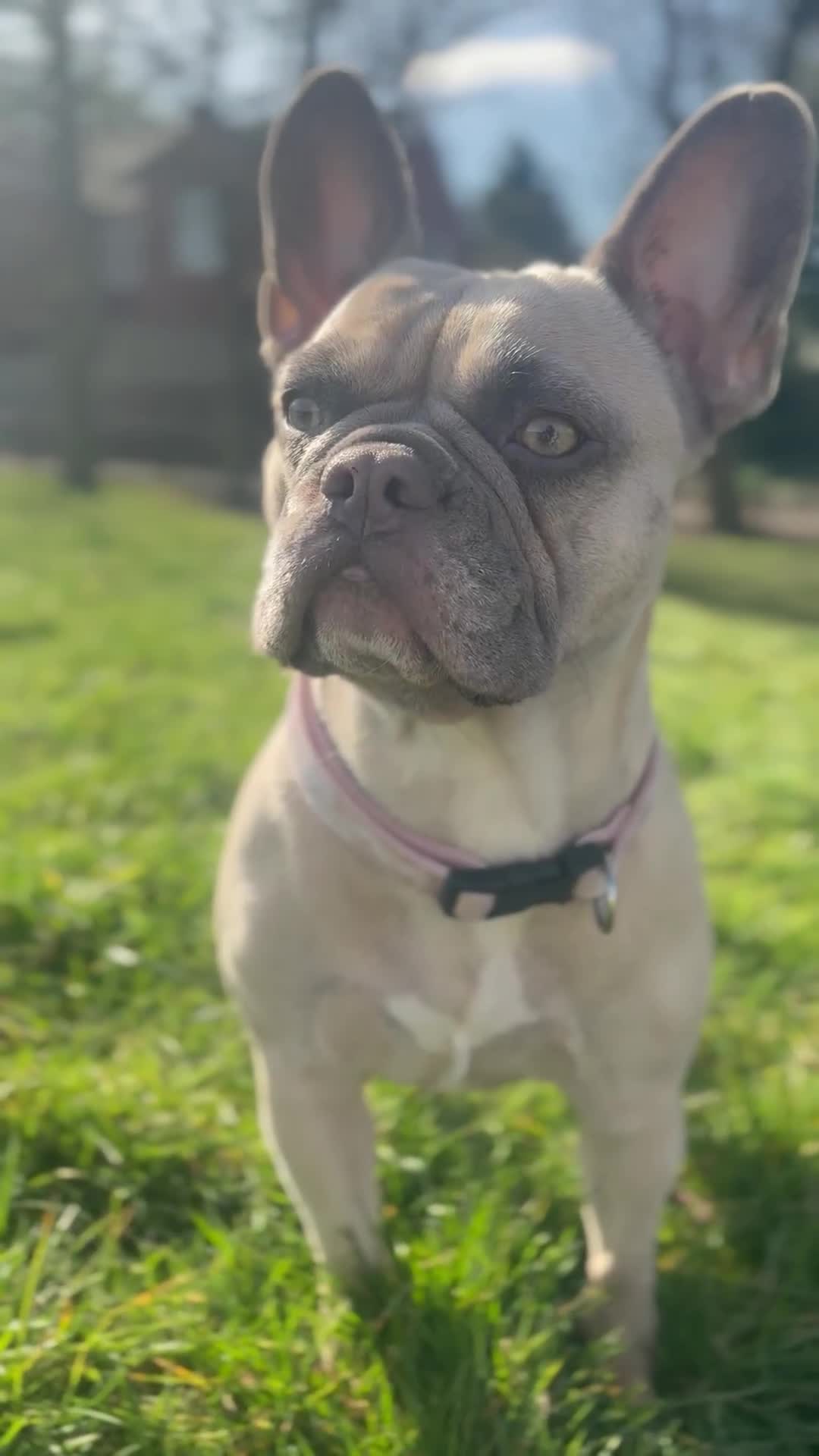 French Bulldog dogs for sale: Little Nala Bear looking for her New home  - Video 1