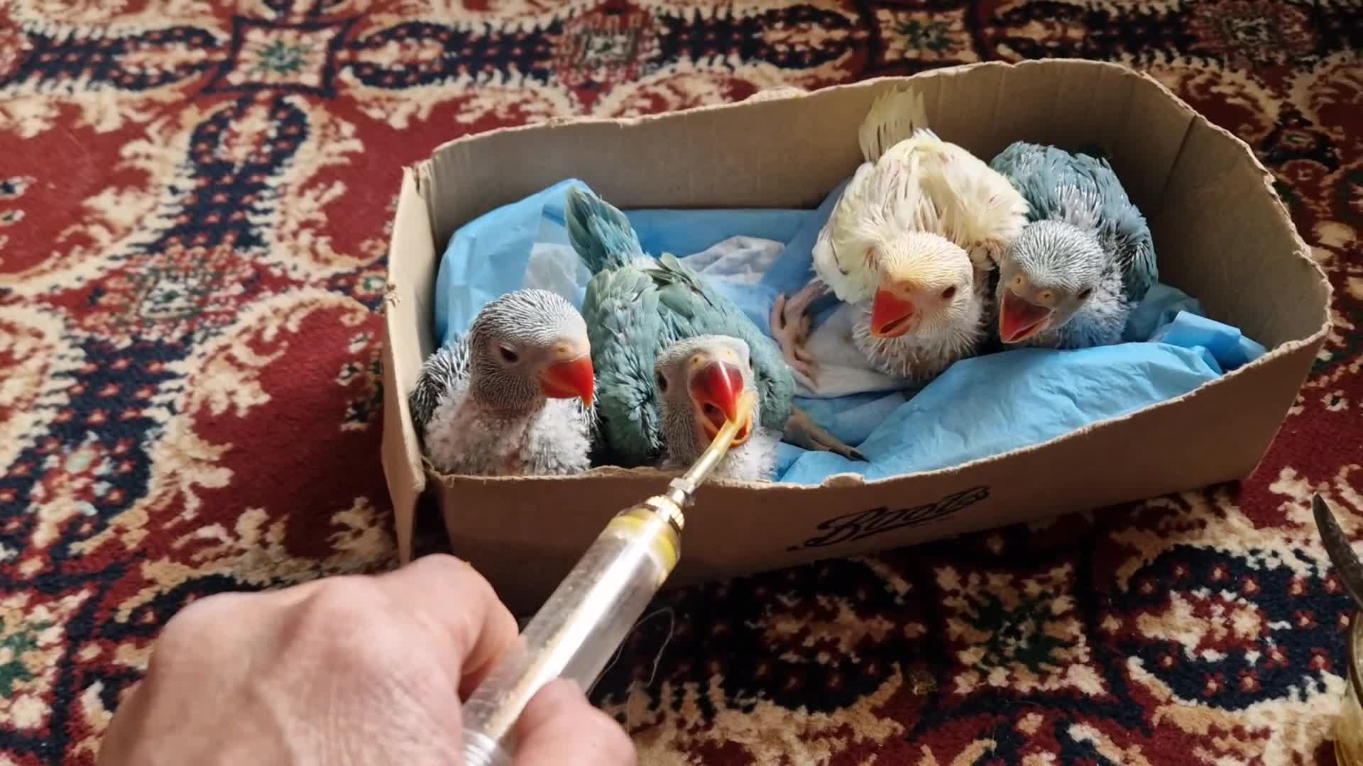 Parrots birds for sale: Indian ringnecks for sale  - Video 3