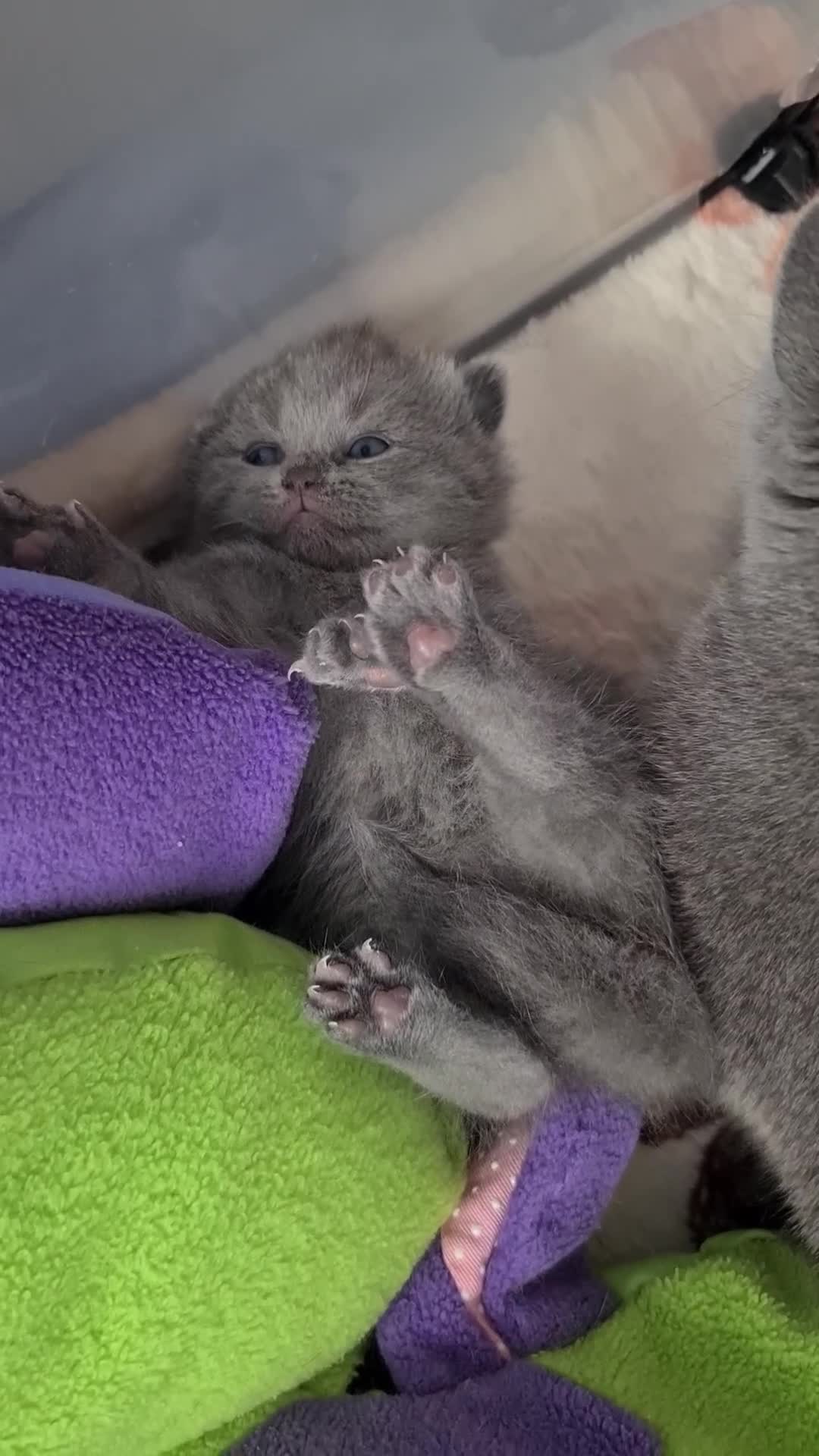 British Shorthair cats for sale: British ShortHair Princess 💝GCCF  - Video 2