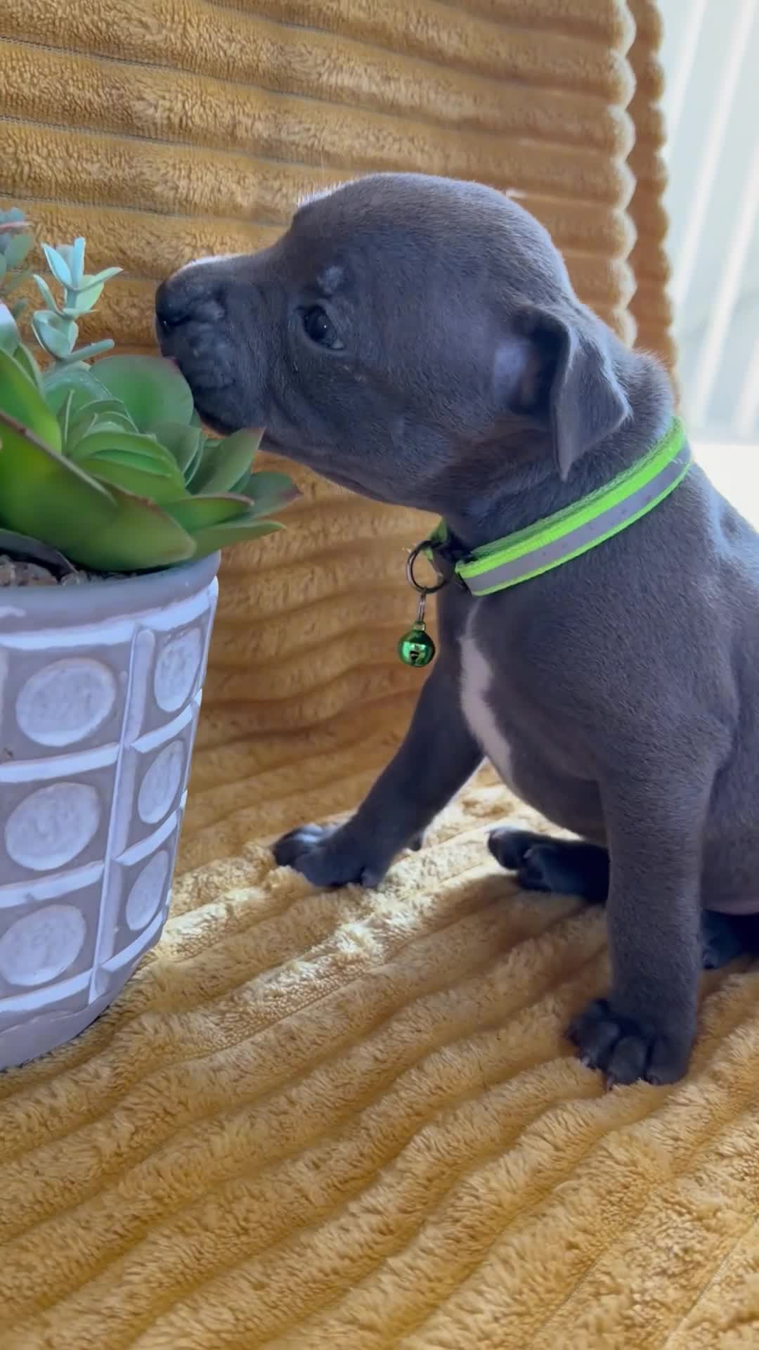 Staffordshire Bull Terrier dogs for sale: KC Blue Staffordshire bull terrier puppies  - Video 2