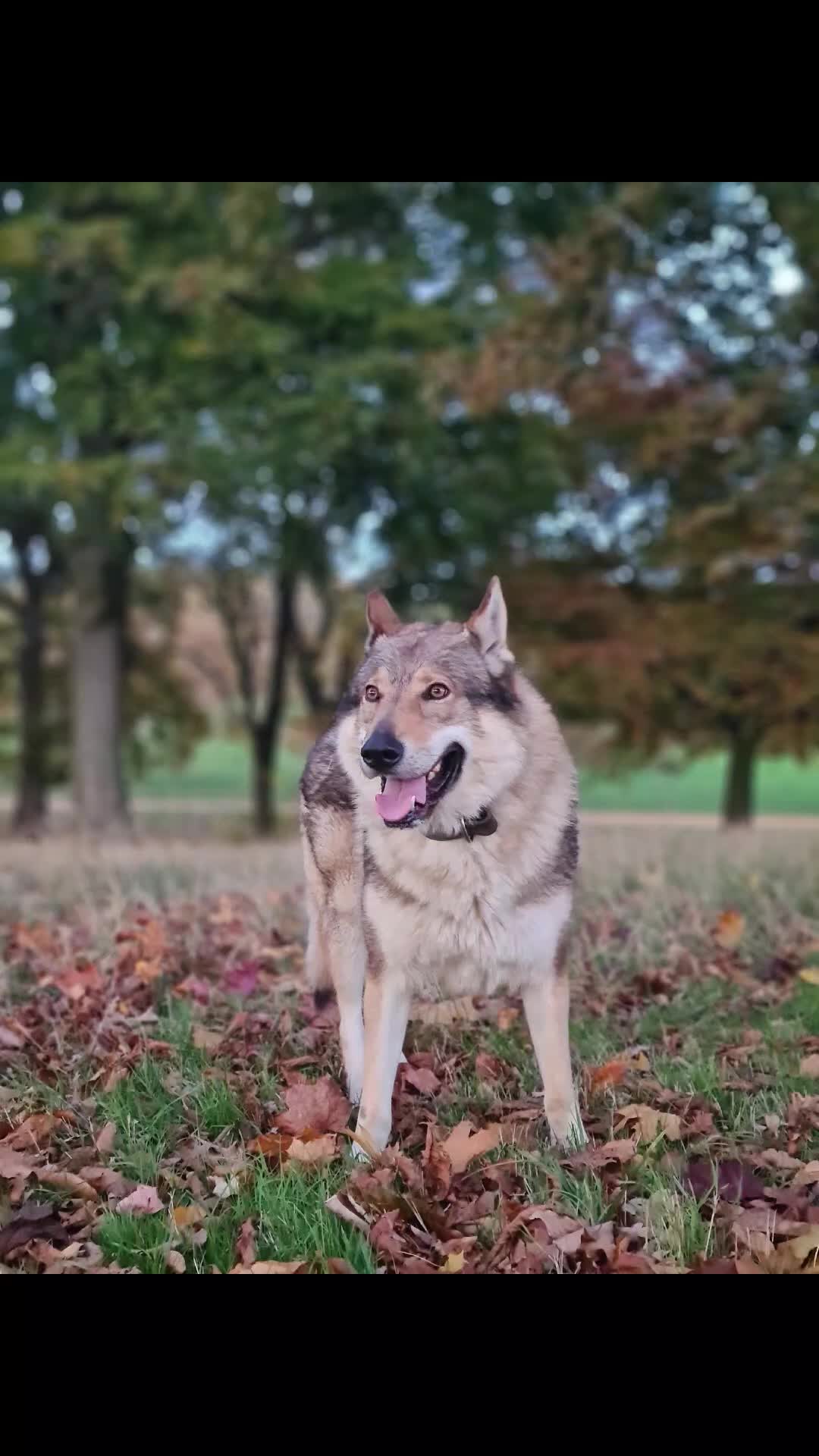 Saarloos Wolfdog dogs for stud: Stud Czechoslovakian wolfdog in Birmingham - Video 3