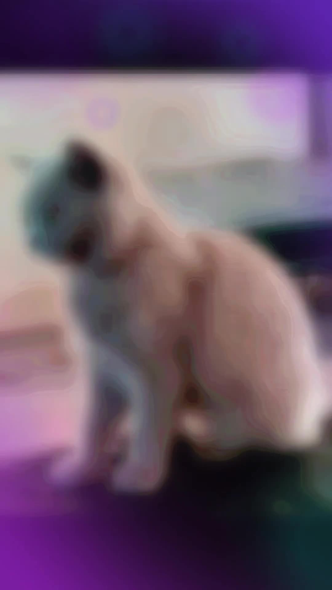 British Shorthair cats for sale: STUNNNING Lilac British shorthairs  - Video 1