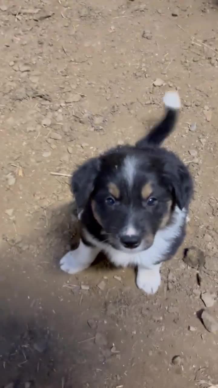 Border Collie dogs for sale: 🐾 Beautiful Collie Puppies 🐾 - Video 1