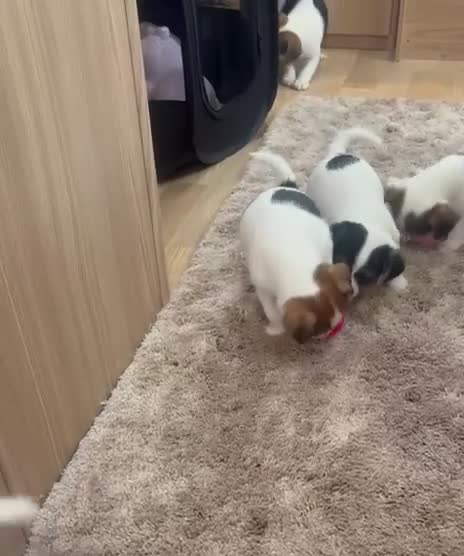 Jack Russell dogs for sale: Traditional short-legged Jack Russell puppies. - Video 1