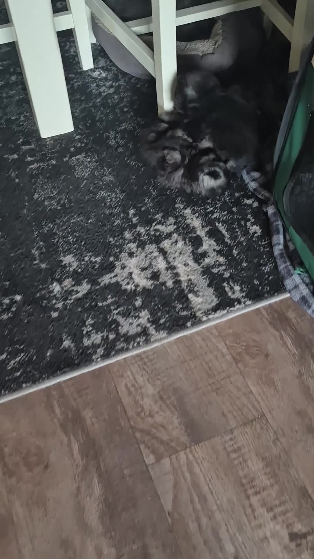 Pomeranian dogs for sale: Wolf sable Pomeranian  - Video 1