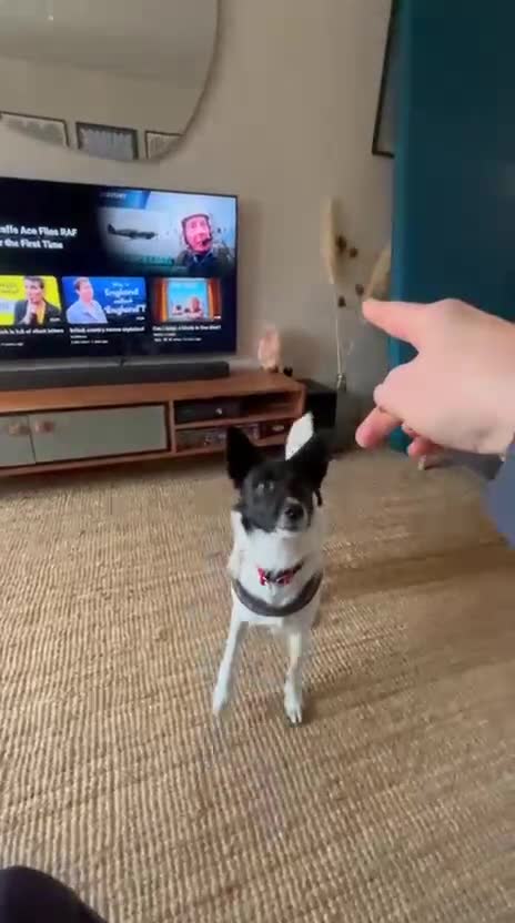 Mixed Breed dogs for adoption: 💖🐶 ELZA 🐶💖 - Video 5