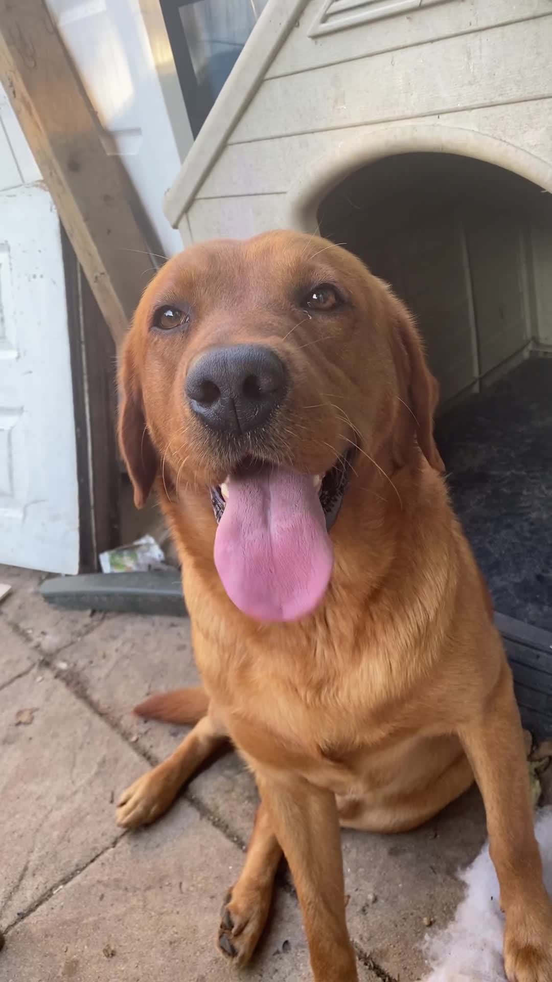 Labrador Retriever dogs for stud: for stud Male fox red Labrador proven makes 13 pup - Video 1