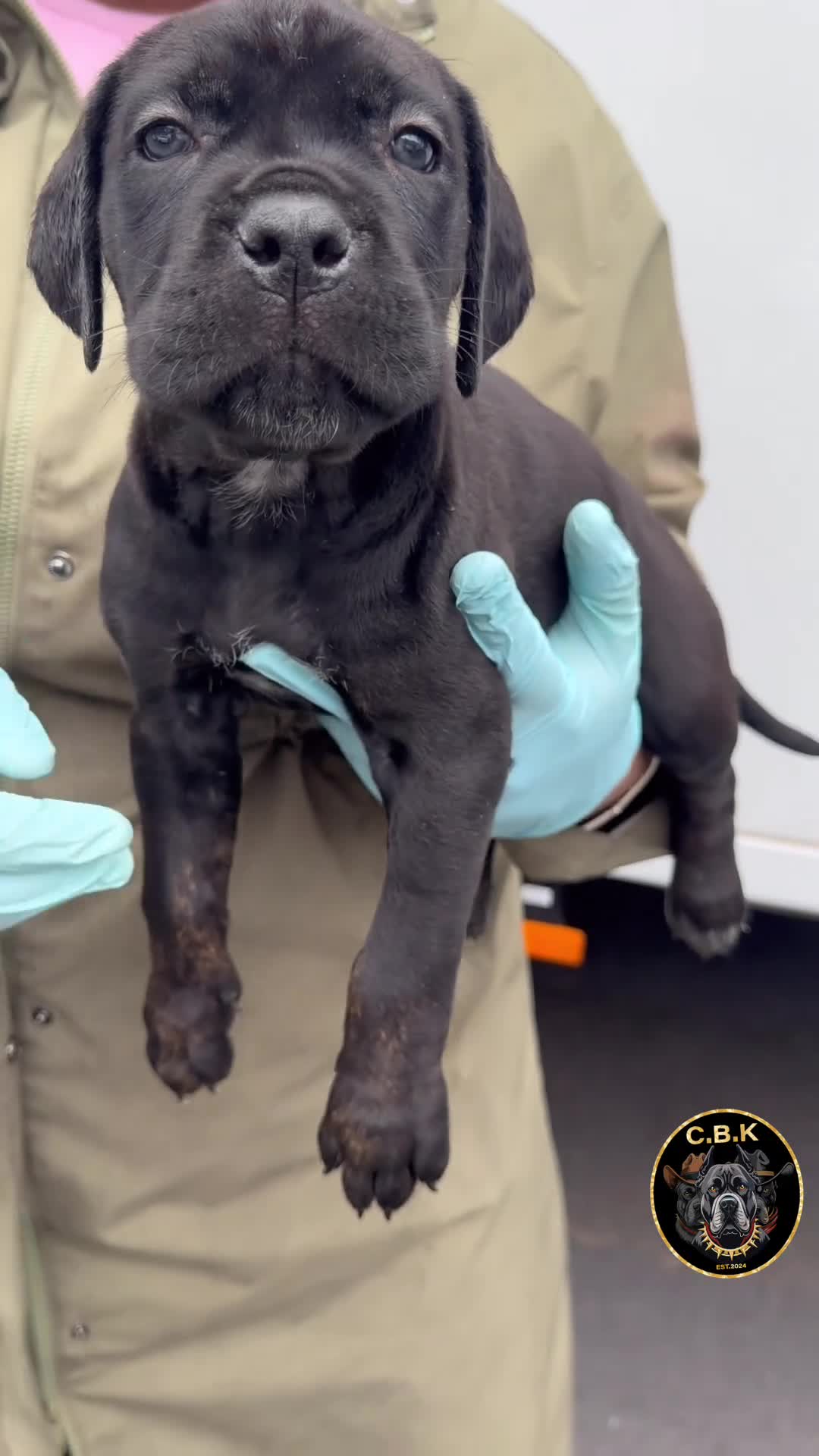 Cane Corso dogs for sale: Premium Cane Corso Puppies *Genesis Bloodline* - Video 3